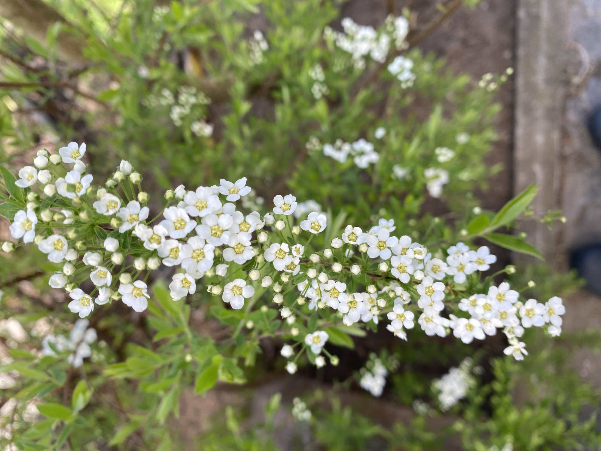 A close-up, eye-level shot depicts a branch of blooming white flowers with yellow centers, likely Spiraea. The branch extends across the lower half of the frame, with the blossoms densely clustered. Behind the branch, out-of-focus green foliage provides a blurred background. A blurry concrete surface is visible in the upper right corner. The location is Прикамский, Russia.