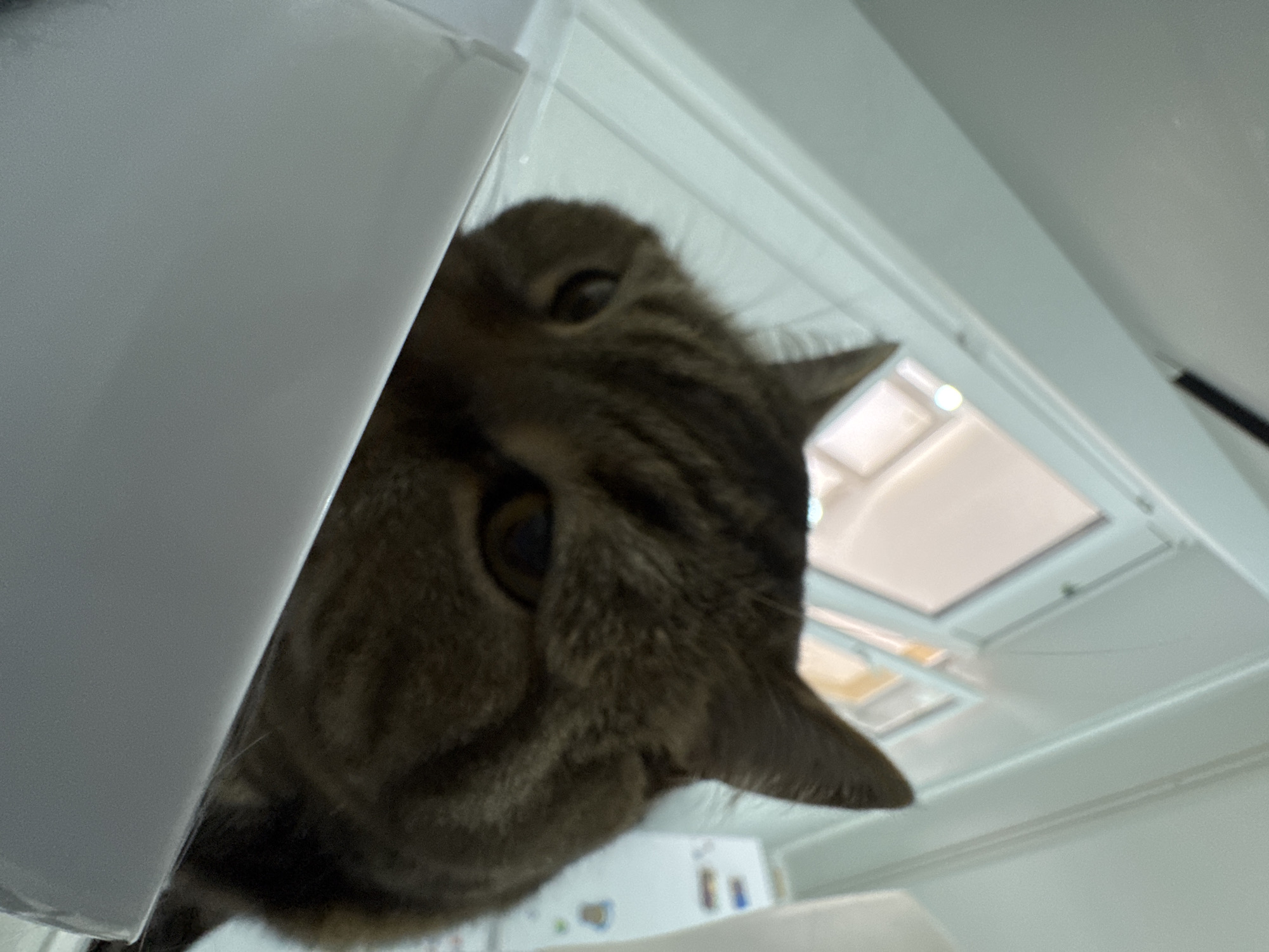 An extreme close-up, low-angle shot shows a tabby cat's face peeking over the edge of a white object, possibly a box or a counter. The cat has distinctive brown and black stripes on its fur and amber-colored eyes. The background is out of focus but appears to be an indoor setting with windows. The image was taken in Mikhaylovsk, Russia.