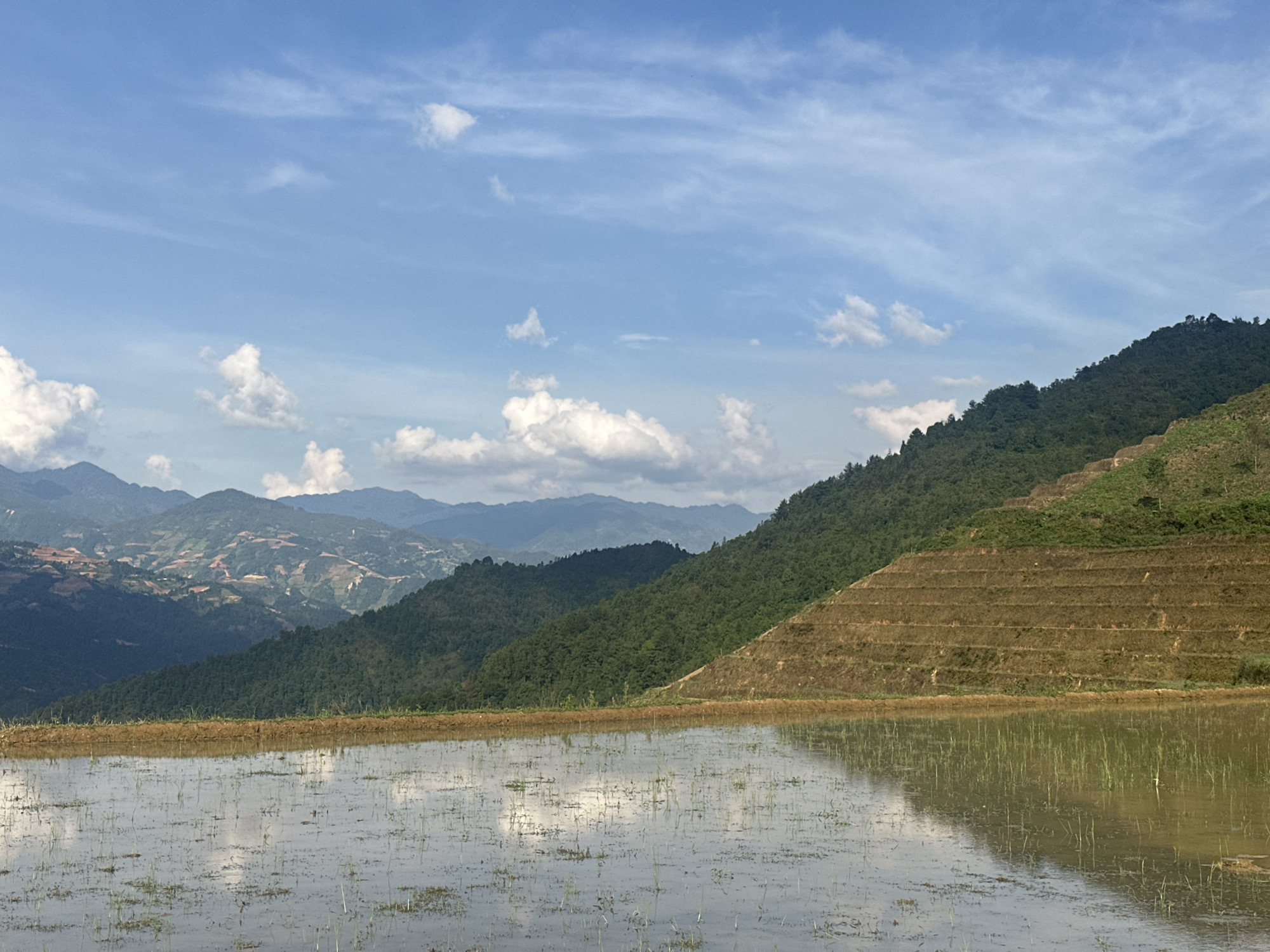 The image captures a serene, wide-angle landscape of mountainous terrain and terraced fields in Lao Chai, Vietnam. In the foreground, a large, calm body of water fills what appears to be a flooded rice paddy, perfectly mirroring the blue sky and white clouds above. Small, young green plants are scattered across the water's surface, indicating the early stages of cultivation.
Mid-ground to the right, a steep hillside rises, dramatically carved into extensive agricultural terraces. These terraces, showing sections of reddish-brown earth and patches of green vegetation, ascend toward the mountain's crest, showcasing the intricate farming techniques adapted to the rugged topography. The rest of the mid-ground and background are dominated by multiple layers of undulating mountains, densely covered in lush green forests. Some distant peaks appear hazy under the bright sky.
The sky is a prominent feature, a clear and vibrant blue adorned with fluffy white cumulus clouds and some delicate, high-altitude cirrus clouds. The bright and even lighting suggests it is daytime, likely morning or early afternoon. The scene evokes a sense of tranquility and the impressive scale of human agricultural effort within a magnificent natural setting. There are no people or visible text in the image.