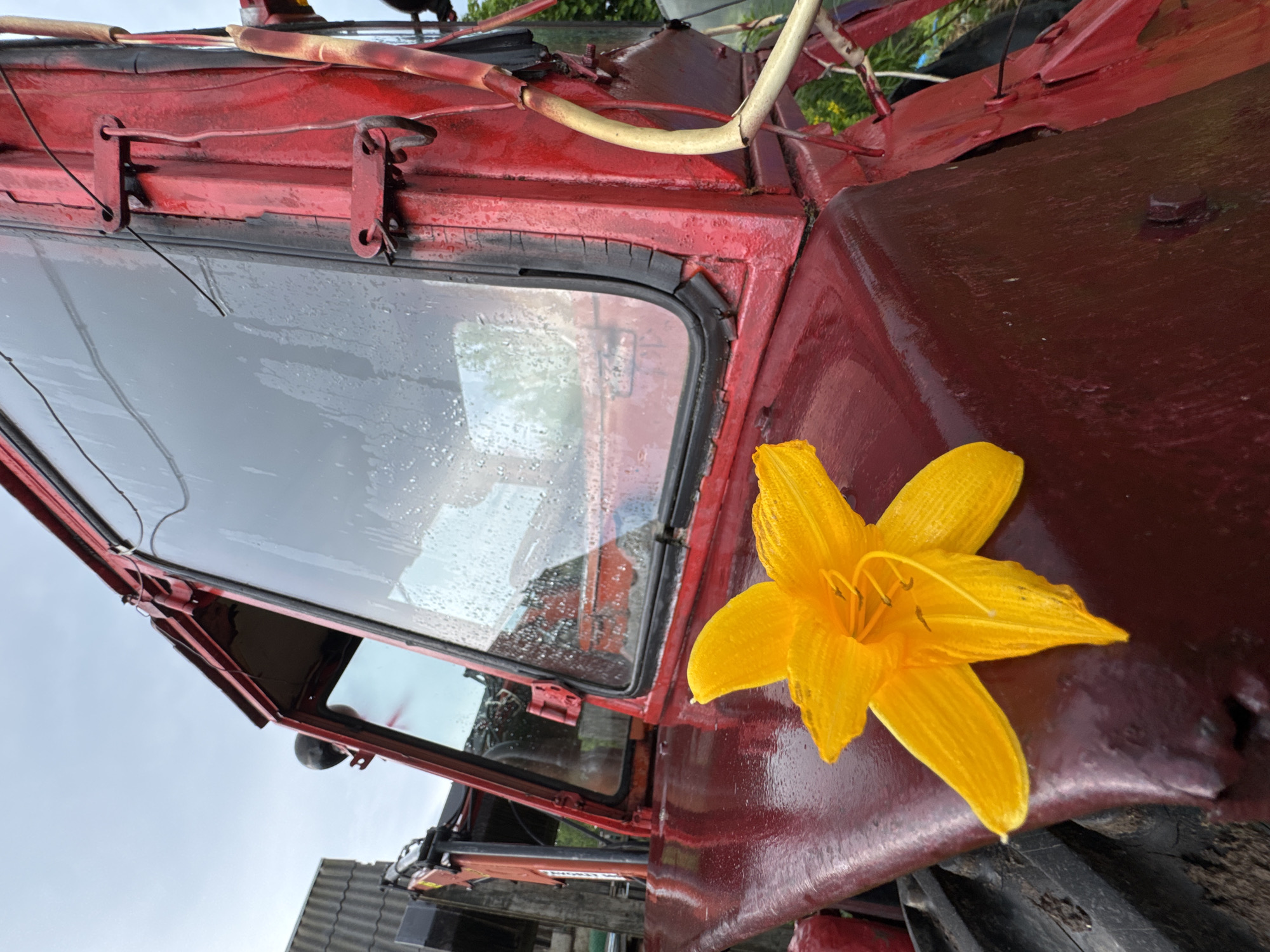 A bright yellow flower rests on the hood of a red tractor. The tractor's cab, with its large, rain-streaked windows, dominates the background. The cab appears worn, with peeling paint and exposed metal. Wires and conduits snake across the red exterior of the cab. In the distance, a corrugated metal roof of a building is visible. The sky is overcast. The scene is likely outdoors in a rural or semi-rural setting. No people are present in the image. The specific location in Вассята, Russia cannot be determined from the visual information provided.
