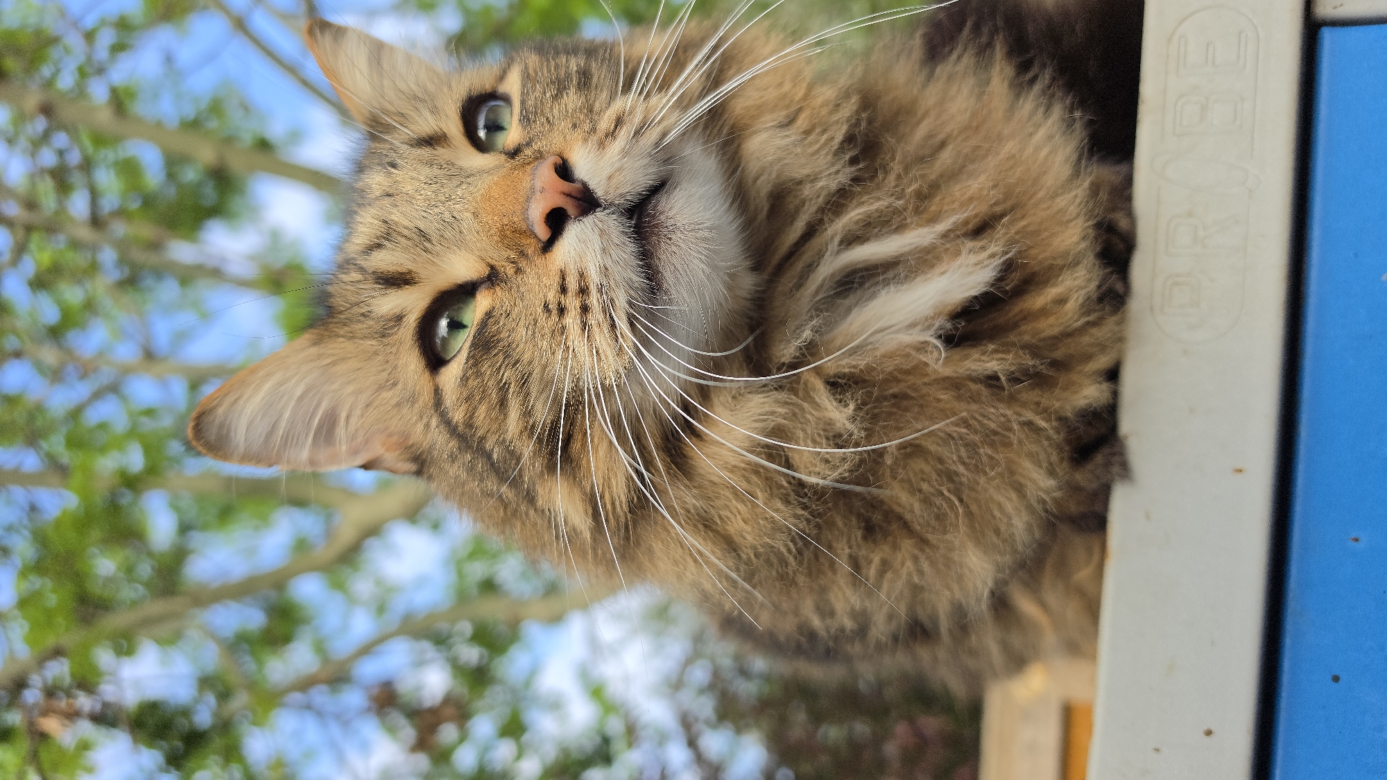 A brown tabby cat with green eyes is close to the camera. The cat's head is tilted, and its face is prominent, showing its pink nose and long, white whiskers. The cat appears to be peering down from above, possibly from a structure or ledge. In the background, slightly out of focus, there is foliage and a blue sky, suggesting an outdoor environment. To the right, part of a blue and white structure with the word "PROBE" embossed is visible. The location, while not explicitly visible, is likely in a residential area with greenery based on the surrounding environment.