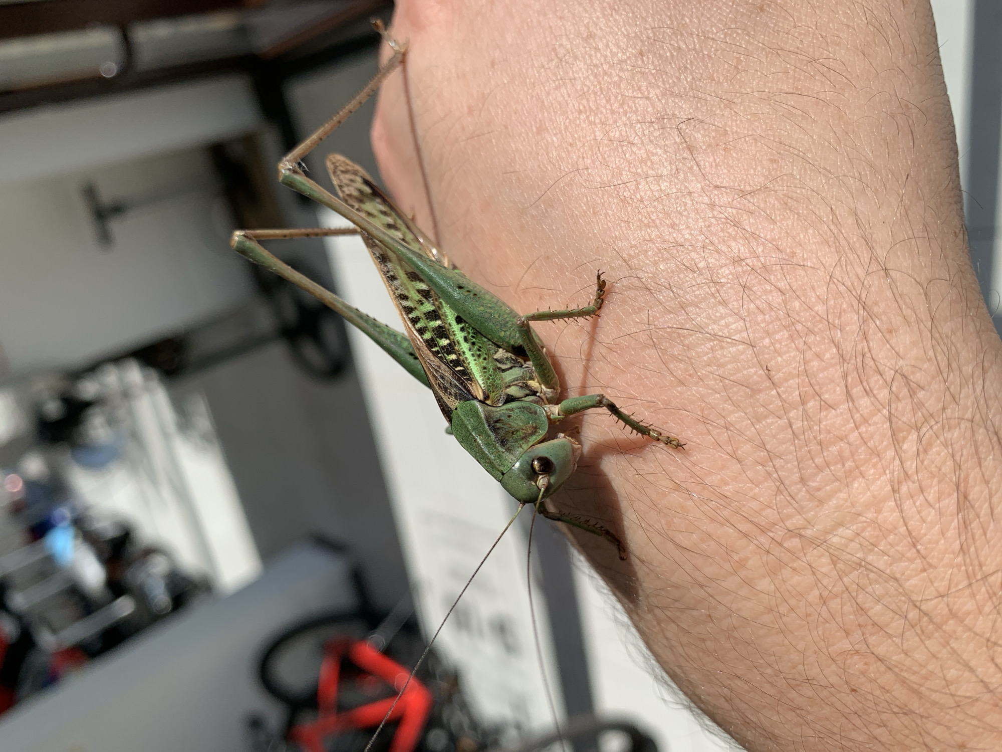 A green katydid with patterned wings rests on a person's arm. The katydid is positioned in the center of the frame, with its body angled towards the right. Its long antennae extend forward, and its legs are spread out. The person's arm, covered in fine hairs, forms the foreground. In the blurred background, a red bicycle frame is visible on the left, and a white wall and the blurry shapes of exercise equipment are present on the right. The scene is illuminated by sunlight, casting shadows on the arm. There is no information about the location in Kropotkin, Russia.