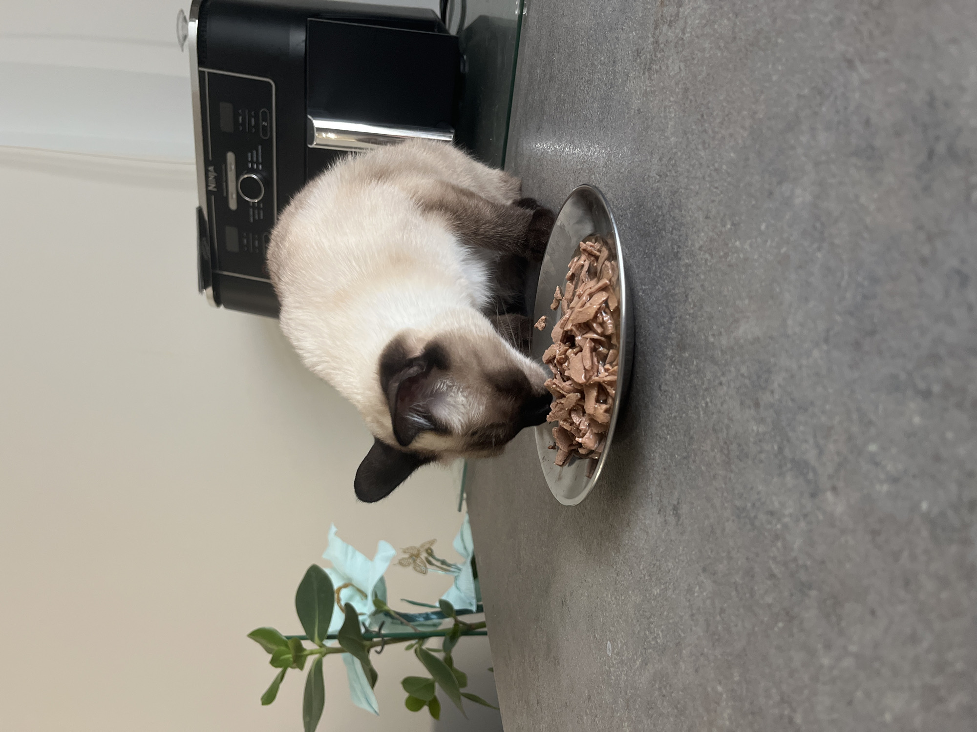 A Siamese cat is eating from a metal plate of cat food on a gray countertop. Behind the cat, an air fryer sits on a shelf. To the left of the cat, a green plant with light blue artificial flowers is visible. The background is a plain, light-colored wall. There is no indication of the location being Bourg-la-Reine, France.