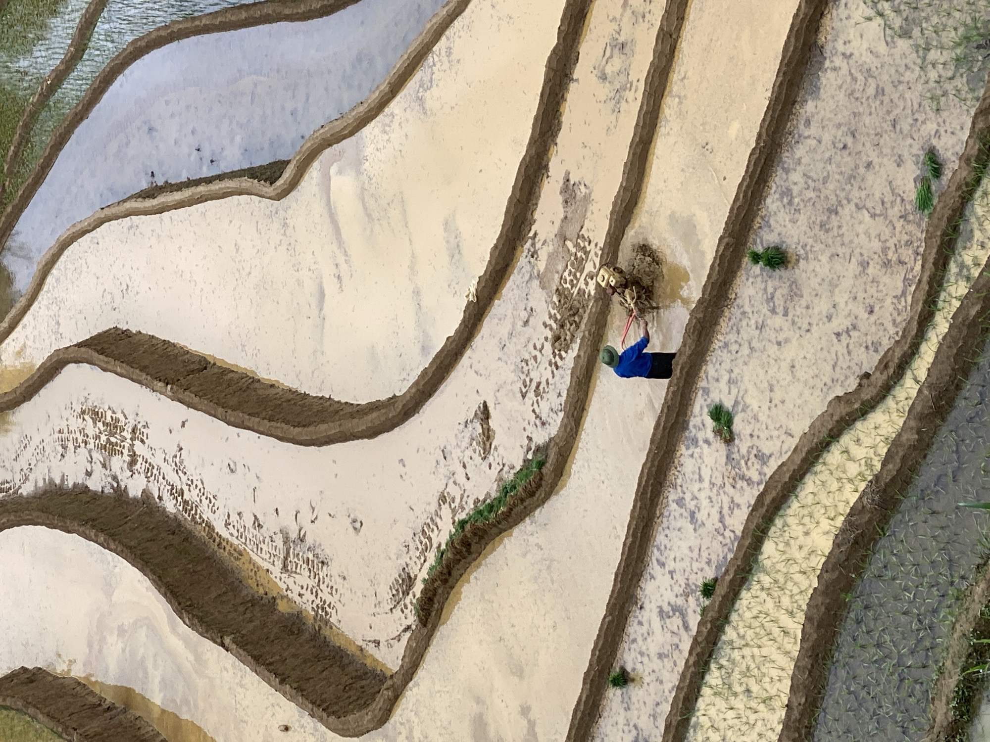 This image depicts a detailed view of terraced rice paddies in Dế Xu Phình, Vietnam, during the cultivation season. The scene is dominated by multiple, curving earthen terraces filled with water and mud. In the lower-middle section of the image, a lone individual, dressed in a blue long-sleeved shirt, dark trousers, and a conical hat, operates a small, two-wheeled motorized tiller through the muddy water of one paddy, actively churning the soil.
Several stages of cultivation are visible across the terraces. Some upper paddies show distinct tire tracks and footprints in the light brown, muddy water, indicating recent activity. Other paddies are already planted with young green rice seedlings arranged in rows. Bundles of green rice seedlings are strategically placed along the edges of certain paddies, ready for transplanting. The water in the paddies varies from clear reflections of the sky in some to turbid brown in recently disturbed areas. The overall environment is one of ongoing agricultural work within a terraced landscape.