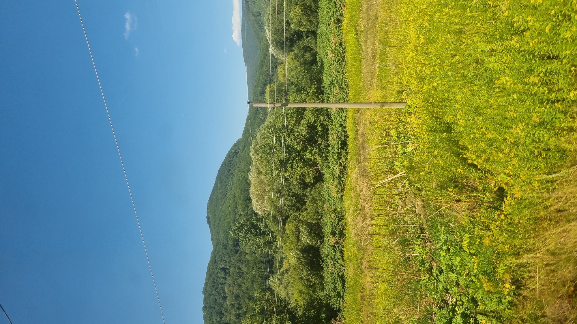This is a landscape photograph taken in the village of Pasika, Ukraine. The image features a vast expanse of green fields in the foreground, dotted with yellow wildflowers and tall, dry stalks. Beyond the fields, a dense forest of green trees stretches across the midground, forming a lush backdrop. In the distance, rolling hills covered in vegetation rise to meet a clear blue sky with a few wispy clouds. A single utility pole stands in the right-center of the frame, with thin wires stretching horizontally across the upper portion of the image. The scene suggests a natural, rural environment on a sunny day.