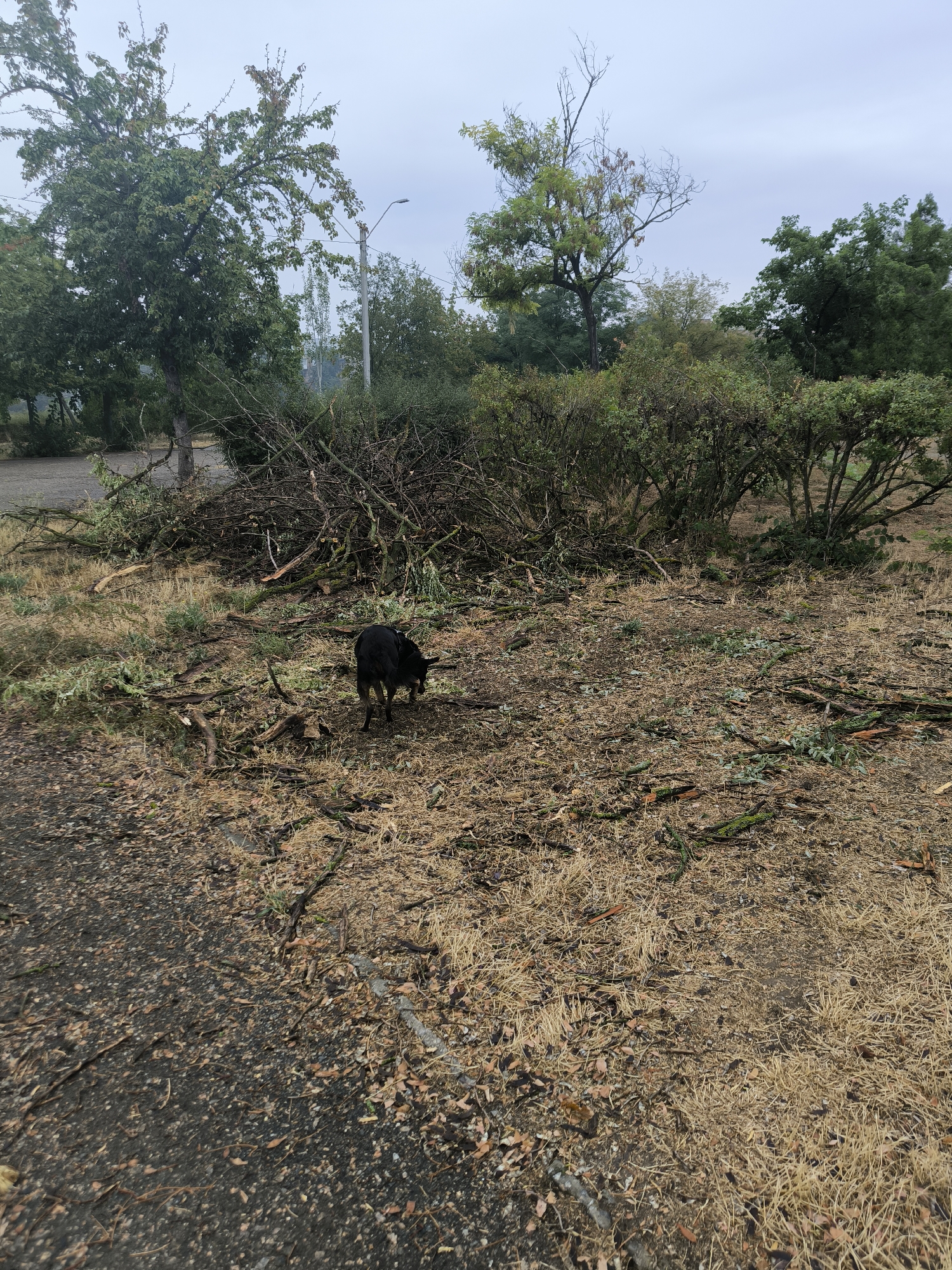 In Mykolaiv, Ukraine, a black dog stands amidst a landscape of felled branches and dry grass. The scene is dominated by a large pile of pruned branches, likely from trees that have been trimmed or damaged. Scattered branches and leaves cover the ground, creating a chaotic yet natural environment. In the background, lush green trees and bushes stand in contrast to the debris, with a street lamp visible above them, suggesting an urban or semi-urban setting. The sky is overcast, casting a muted light over the area.