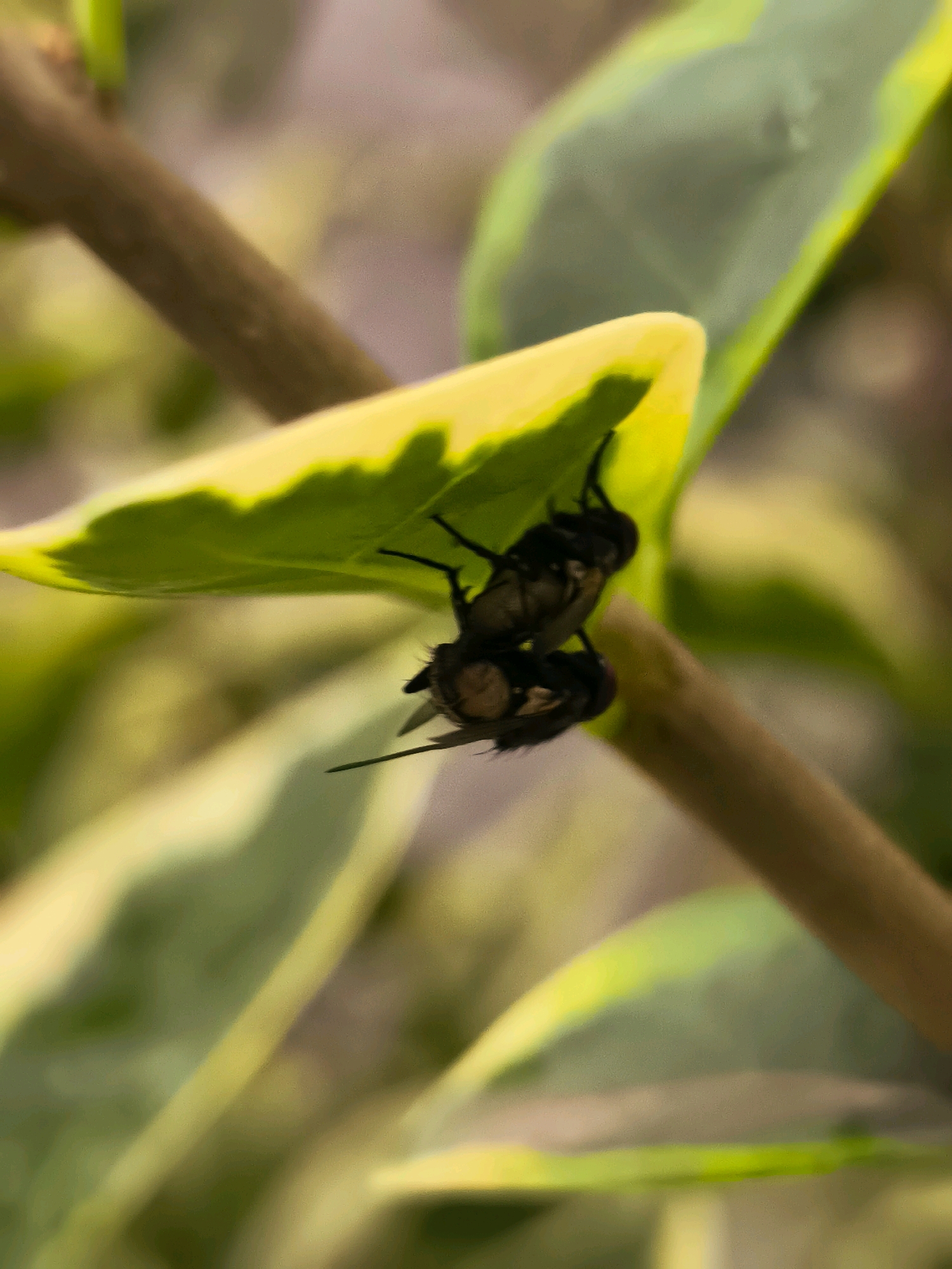 Two flies are mating on the underside of a variegated leaf. The leaf is green with yellow edges and is supported by a brown branch. The background is blurred, with muted green and yellow tones. The location in the city of Batumi, Georgia, is not specified.