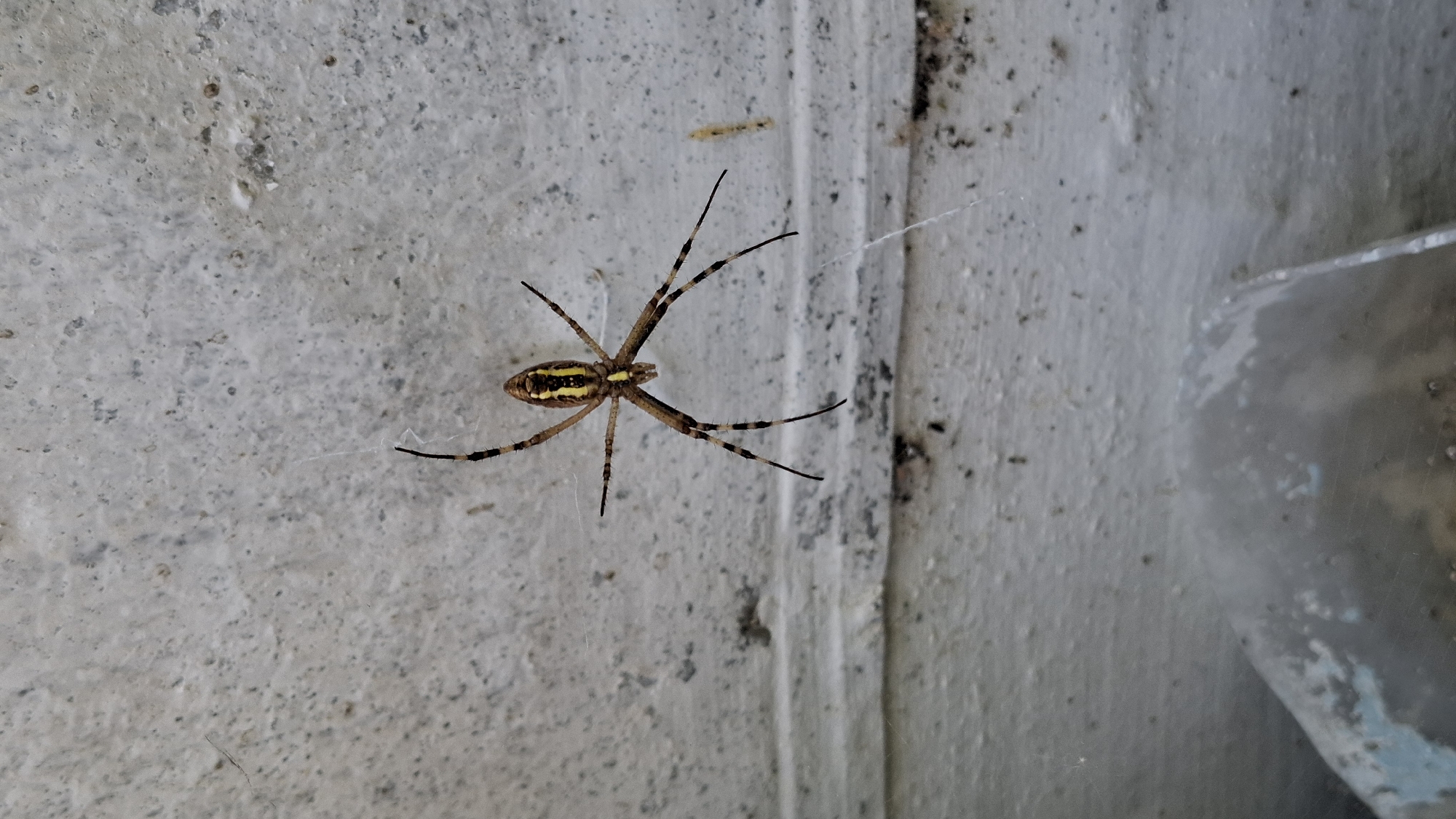 A solitary spider, likely an Argiope bruennichi (wasp spider) due to its distinct yellow and black striped abdomen and legs, is positioned centrally in the frame against a textured, light-colored, rough surface that appears to be a wall or concrete structure. The spider is oriented with its head facing downwards, legs spread in a star-like formation. Its body is elongated, with a prominent yellow stripe running down the center of its abdomen. The surface it is on is marked with small dark specks and some lighter patches. A faint strand of spiderweb is visible extending from the spider towards the lower right of the image. The background suggests an outdoor environment, possibly a building exterior in Шұбарсу, Kazakhstan, given the presence of what looks like a weathered horizontal ledge or trim running across the lower middle of the image, and a blurred object in the lower left corner that might be a piece of debris or architectural element. The lighting is diffuse, indicating an overcast day or shade.
