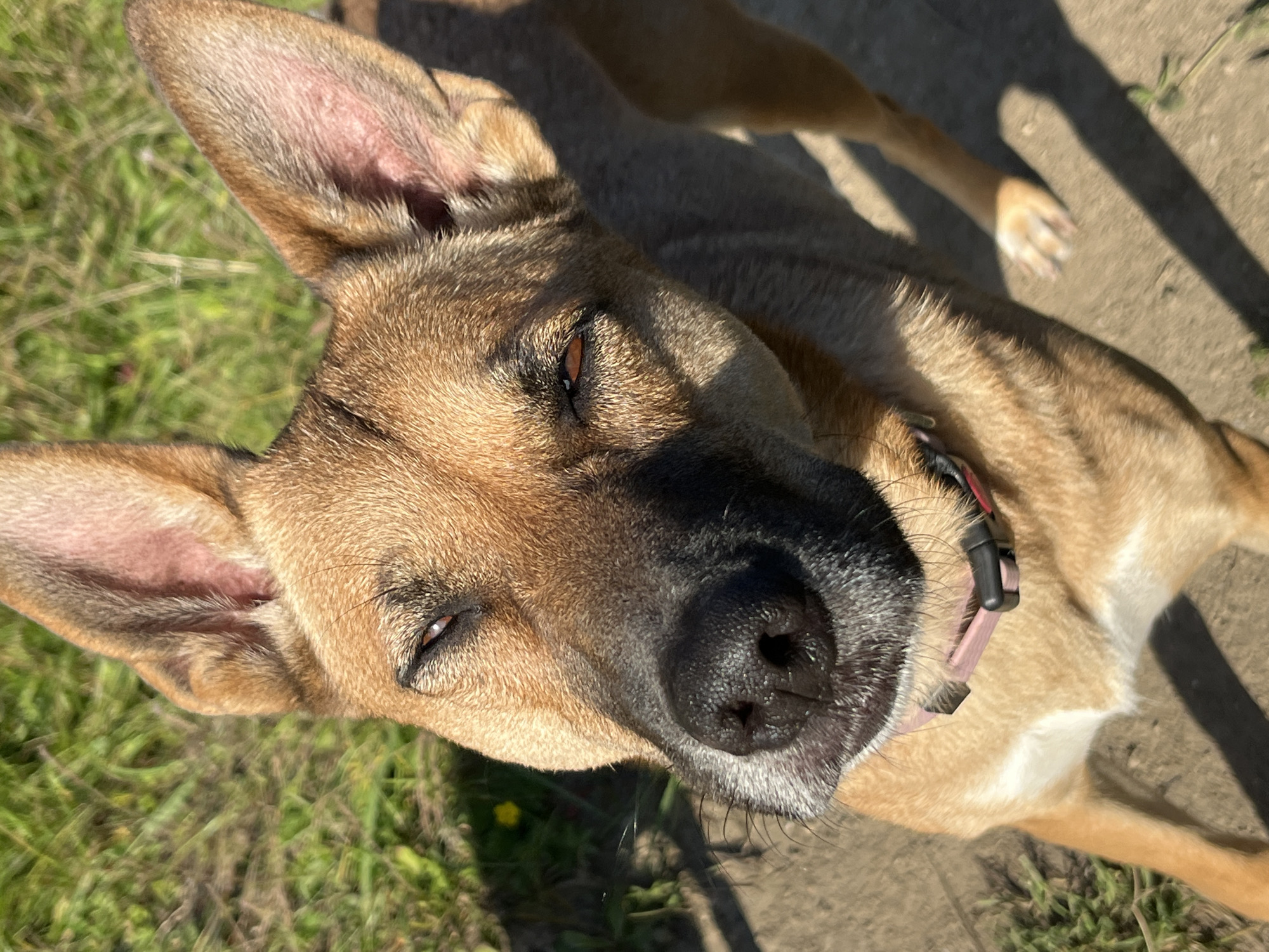 A medium shot shows a tan-colored dog with large, erect ears looking down and to its left. The dog is partially in shadow. It is wearing a pink collar. The dog is standing on a concrete path. To the left of the path, green grass is visible. The sun is shining, casting shadows on the path. The background is blurred.