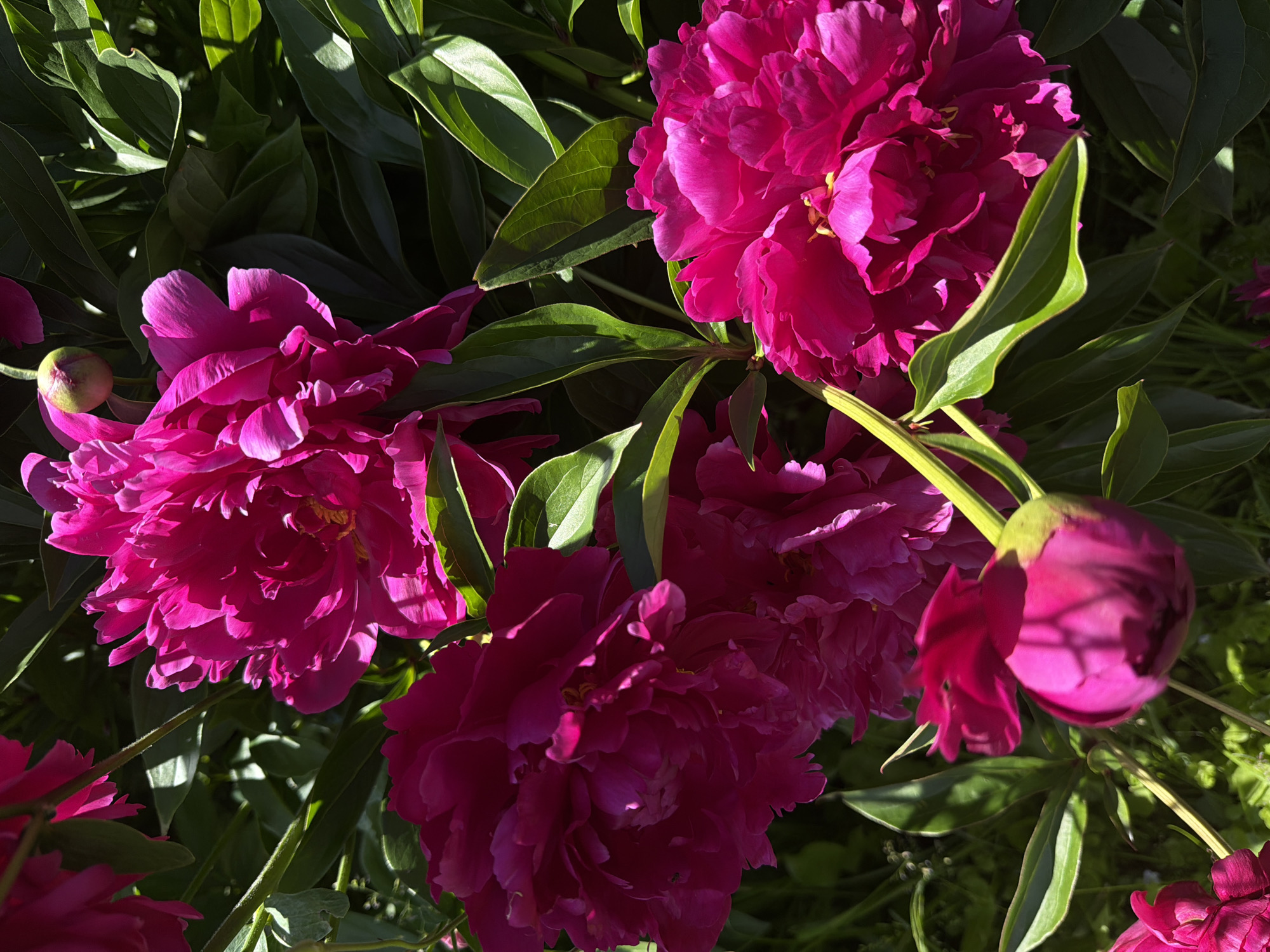 A close-up, overhead view shows several bright pink peony flowers in various stages of bloom, set against a backdrop of dark green foliage and shadows. The peonies are large and ruffled, with some fully open and others still in bud. The lighting suggests it is daytime, with sunlight filtering through the leaves, creating highlights and shadows on the petals and foliage. The scene is outdoors, likely in a garden setting. There are no people or animals visible in the image. The location is identified as "Луч Снт (тимоново), Russia".