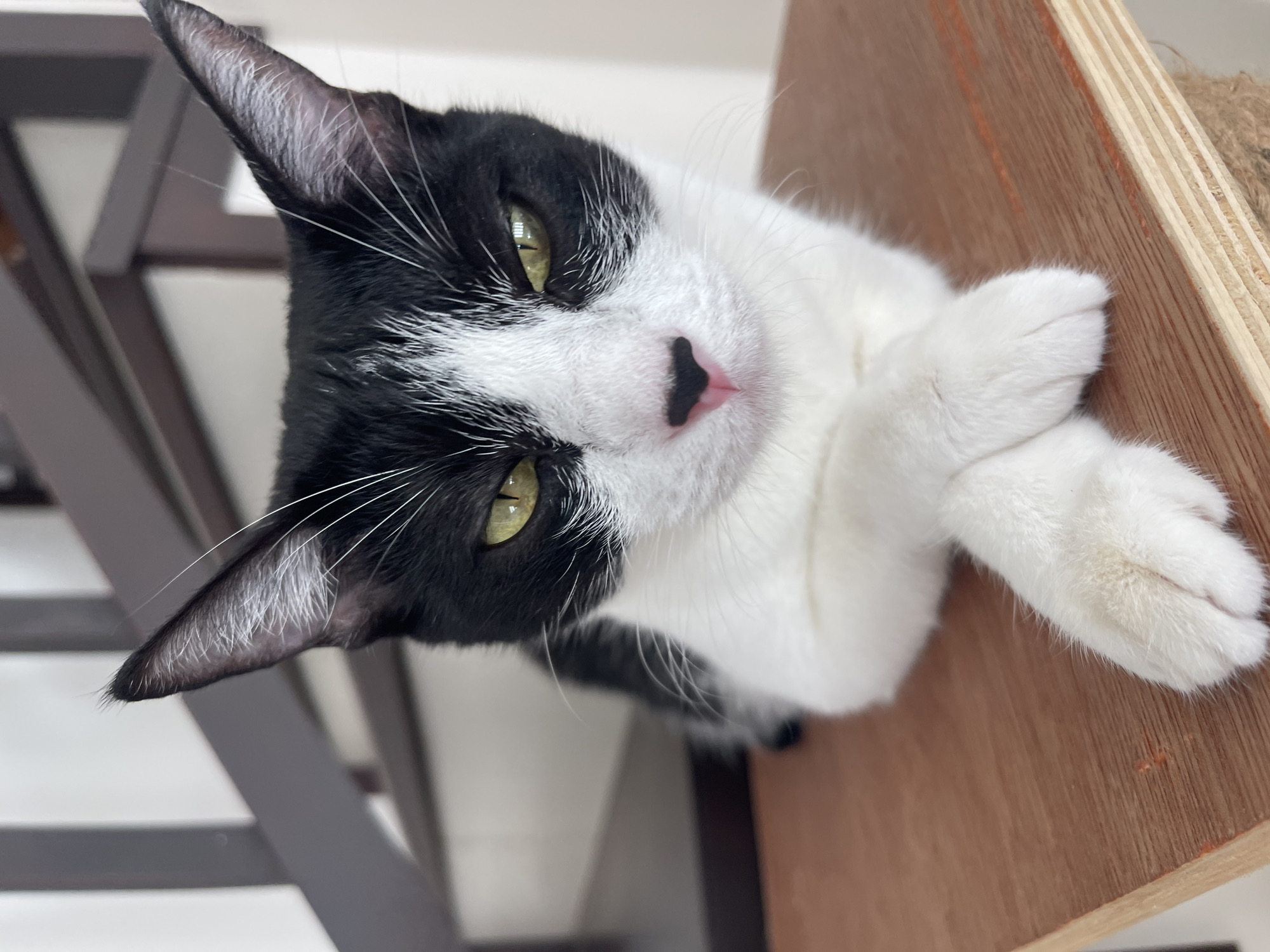 A close-up, eye-level shot captures a black and white cat with striking green eyes and a pink nose. The cat is positioned on a wooden surface, with its front paws crossed neatly in front of its chest. The background is blurred, showing the dark wooden slats of a staircase. The lighting is natural and bright, highlighting the texture of the cat's fur and the wood grain. The scene appears to be indoors.