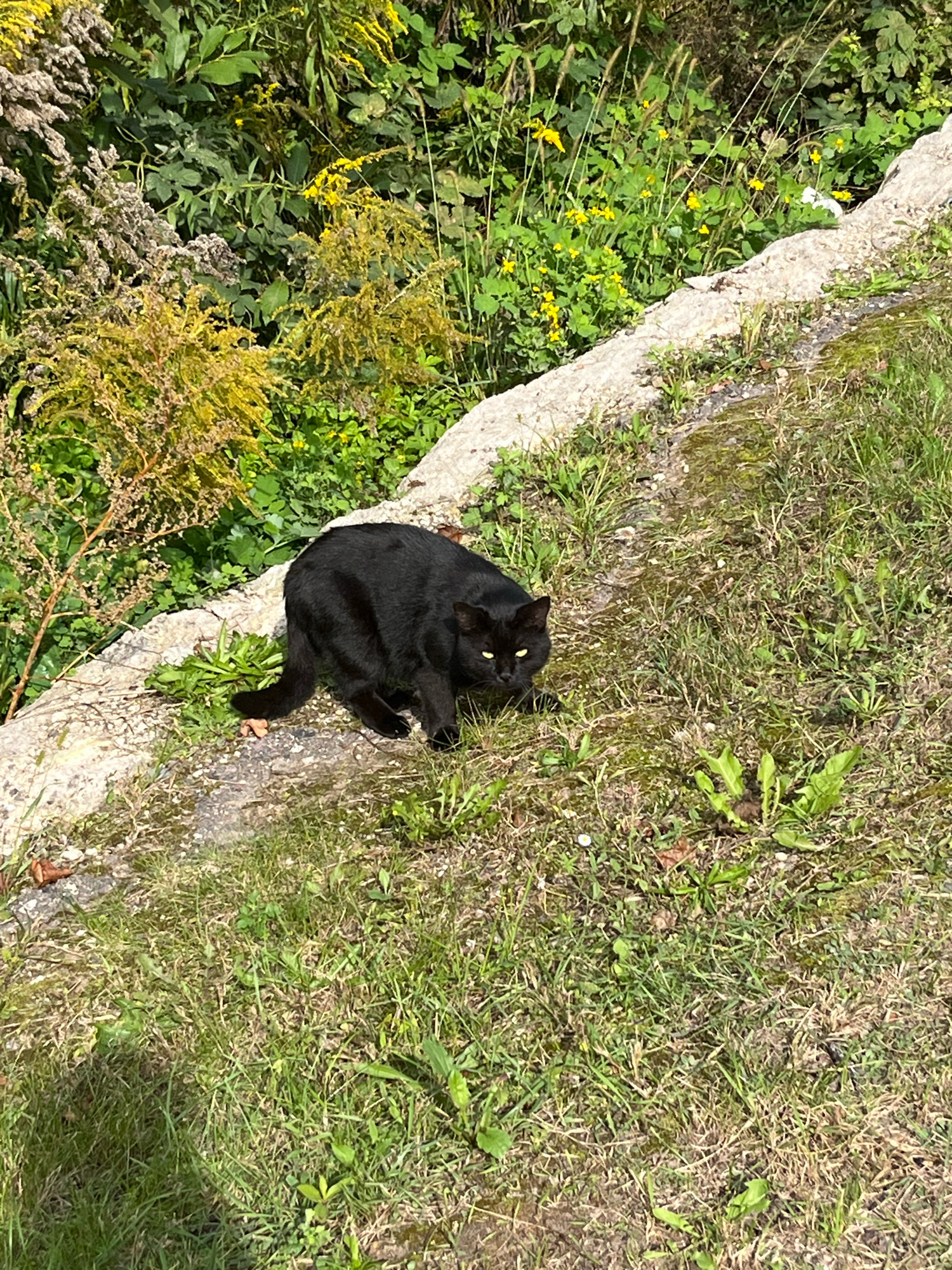 A black cat with bright yellow eyes is crouched low on a grassy incline, with its body angled to the left and its head turned to face the viewer. The cat's fur is sleek and dark. The background consists of dense green foliage with scattered yellow wildflowers. A rough, light-colored concrete border runs diagonally across the middle ground. The scene appears to be an outdoor area in Kaunas, Lithuania, possibly a park or a natural embankment. The lighting suggests it is daytime with sunlight casting shadows.