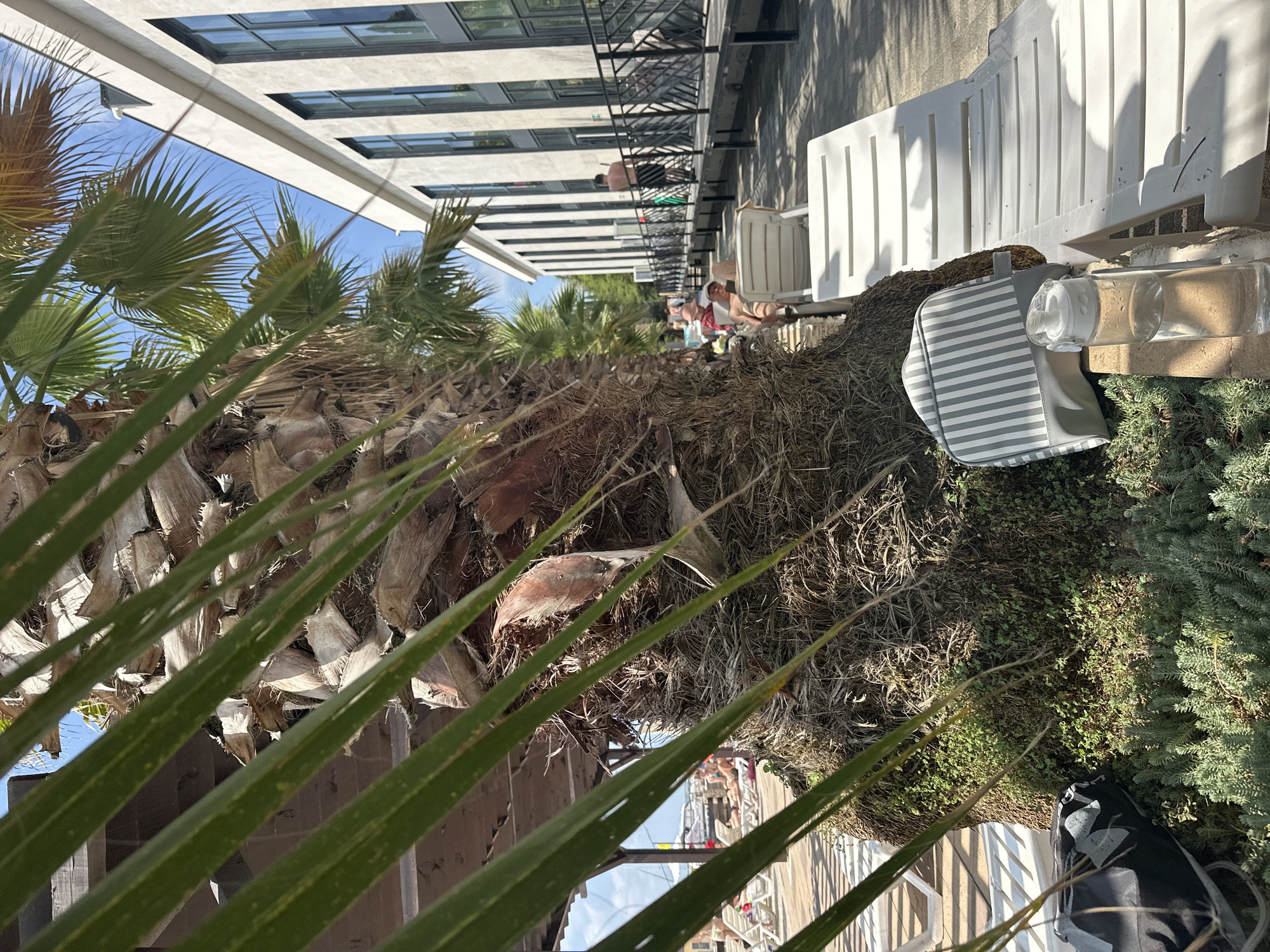 The image depicts a sun-drenched scene at a resort, likely in Sochi, Russia, characterized by a palm tree in the foreground. The palm tree's trunk is covered in fibrous material and small green plants. In front of the tree, a striped bag and a water bottle rest on a low wall or planter. Several white lounge chairs are visible, some occupied by people relaxing under the sun. One person, wearing a hat, is partially visible in a chair. To the right of the palm tree, a modern, multi-story building with numerous windows lines a walkway with a railing. A shirtless man is walking along this walkway. In the background, a wooden structure with a roof is visible, suggesting an outdoor seating or resting area. The overall environment suggests a vacation or leisure setting.