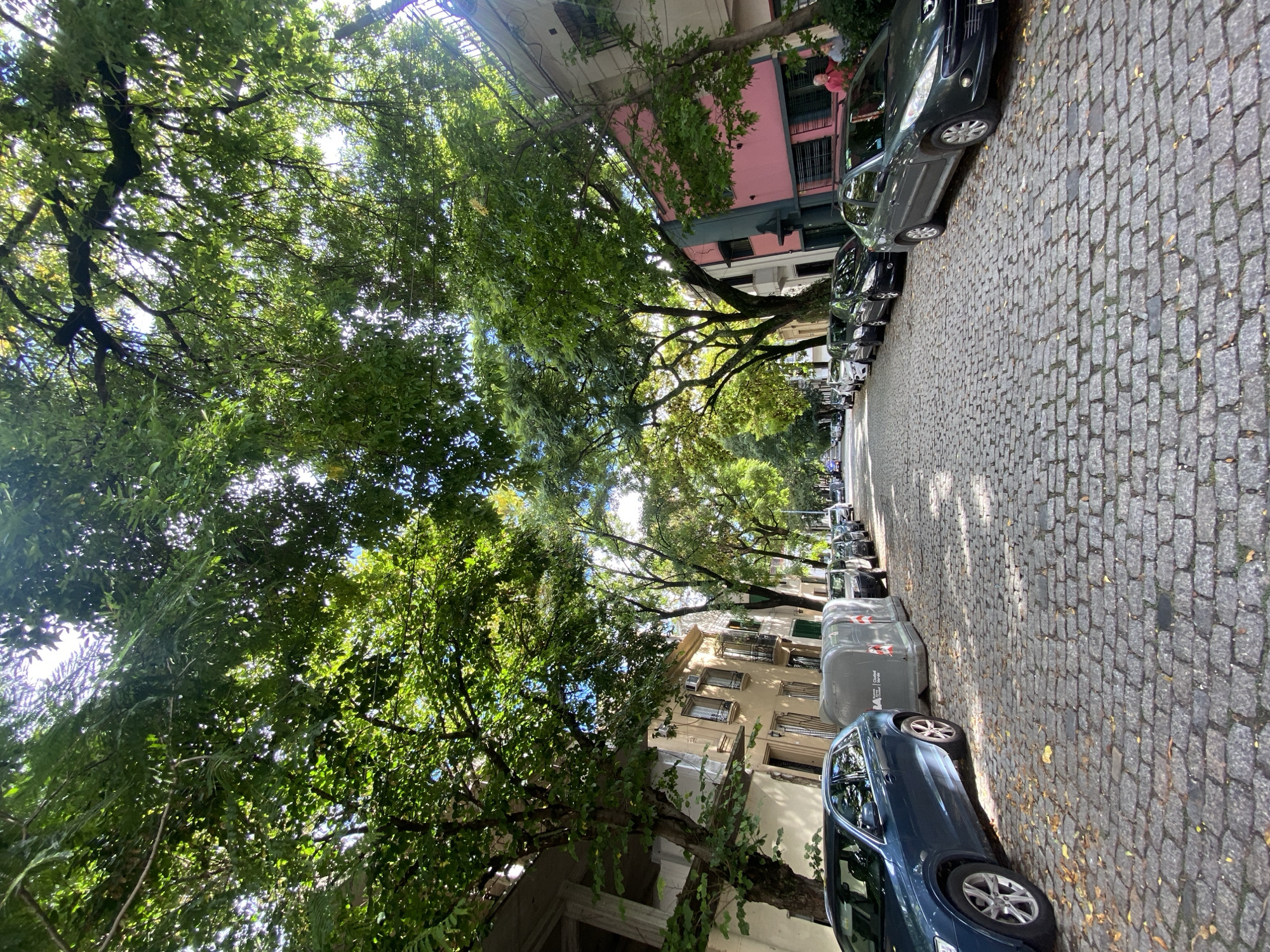 The image, when viewed correctly, portrays a sunlit, tree-lined cobblestone street in an urban environment, identified as Buenos Aires, Argentina. The perspective looks down the street, with buildings lining one side and cars parked along both.
Lush green trees with dense foliage form a canopy over the street, with bright sunlight filtering through the leaves and casting dappled shadows on the grey cobblestone pavement. A few yellowed leaves are scattered on the street surface.
Numerous cars are parked along the street. A dark grey Peugeot hatchback is visible on the right, and a dark blue sedan is prominent in the foreground on the same side. Interspersed among the parked cars are several grey, wheeled waste bins. One bin clearly displays the text "CIUDAD" and "Gobierno de la Ciudad", along with a recycling symbol, indicating public services.
The buildings lining the street are multi-story structures with balconies and windows. One building features a distinctive pink upper facade with dark green window frames. A person wearing a pink top is visible on a balcony of this building, partially obscured by tree branches. Other buildings exhibit light-colored facades.
The scene captures a calm, everyday urban setting during daytime, likely morning or early afternoon, characterized by bright, clear weather. No dynamic activity is depicted; it's a static view of a residential or commercial street.