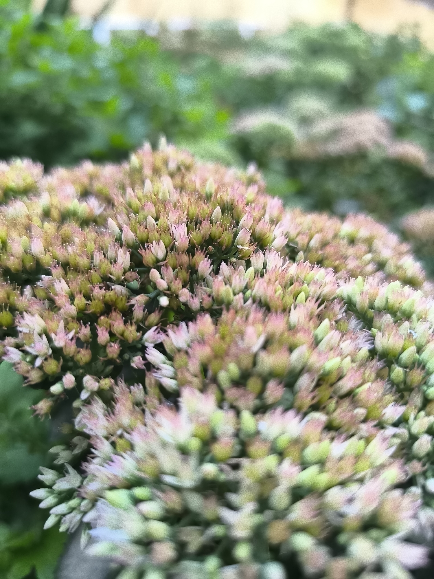 A close-up, shallow depth of field shot captures a cluster of small, delicate flowers, likely Sedum or Stonecrop, in bloom. The flowers are densely packed, with individual blossoms featuring pale pink or white petals against a backdrop of pale green sepals. Some of the buds are still tightly closed, while others are beginning to unfurl. The overall color palette is soft and muted, with hints of green from the foliage in the background. The image is oriented vertically. There are no people or specific urban landmarks visible; the setting appears to be a garden or natural outdoor environment.
