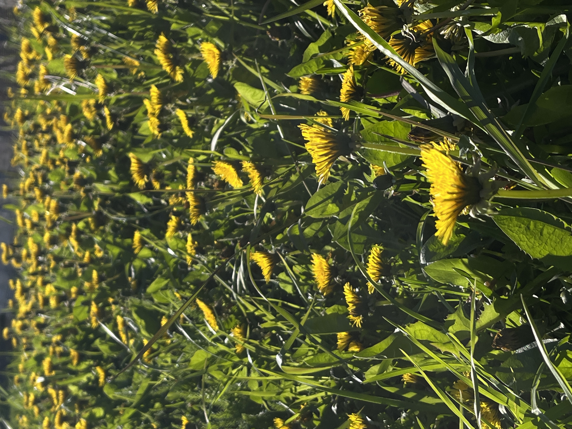 A field of dandelions in full bloom, their bright yellow petals contrasting with the lush green foliage. The setting suggests an unmanicured area in the city of Фоки, Russia, possibly a park, meadow, or roadside. The angle of the photograph suggests it was taken at ground level, capturing a profusion of flowers and grass.