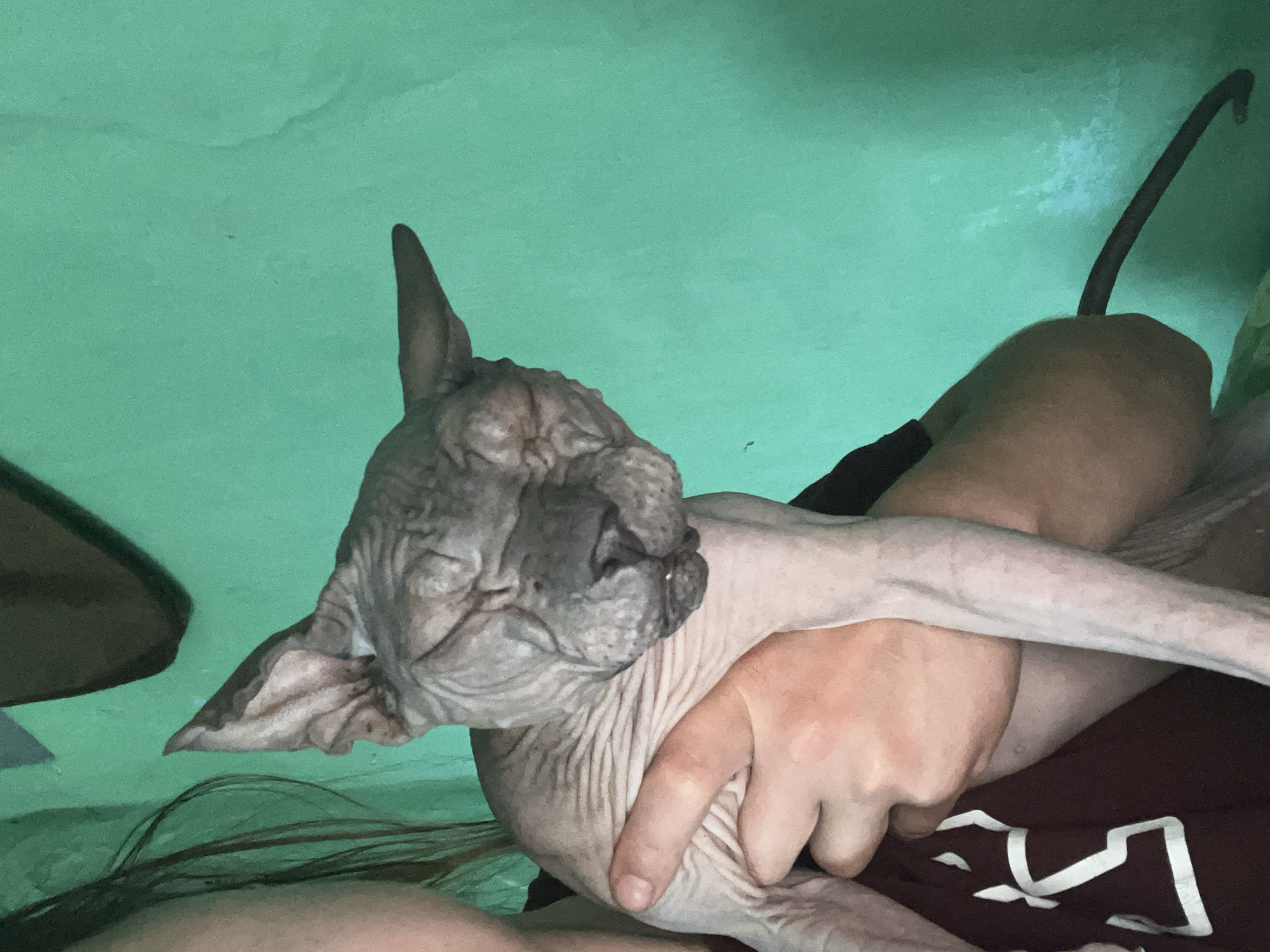 A person holds a hairless cat, likely a Sphynx, against a bright green wall. The cat is held securely in the person's arms and appears relaxed, with its eyes closed. The person's face is partially visible on the left side of the frame, with long, dark hair. The cat's skin is wrinkled and its ears are large and prominent. The background is a solid green wall, which appears to be an interior setting. There are no visible indications of the specific city of Nizhny Tagil, Russia, in the image.