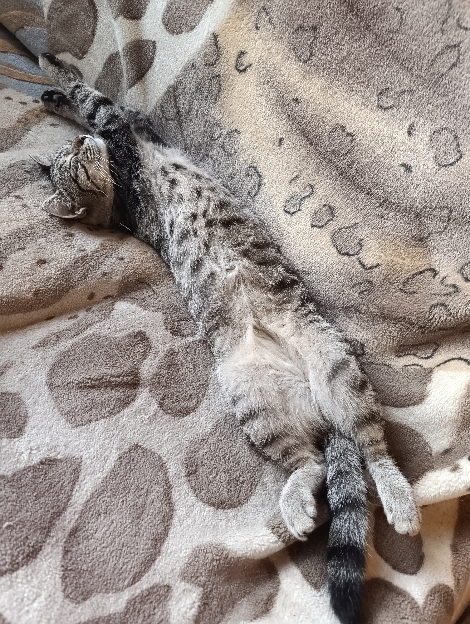 A tabby cat is lying on its back, stretched out on a patterned blanket. The cat's eyes are closed, and its front paws are extended above its head. Its belly is exposed, and its tail curls to the right. The blanket has a pattern of large, irregular brown shapes on a lighter background. The image appears to be taken indoors, possibly in a home. There is no identifiable location in Barnaul, Russia.