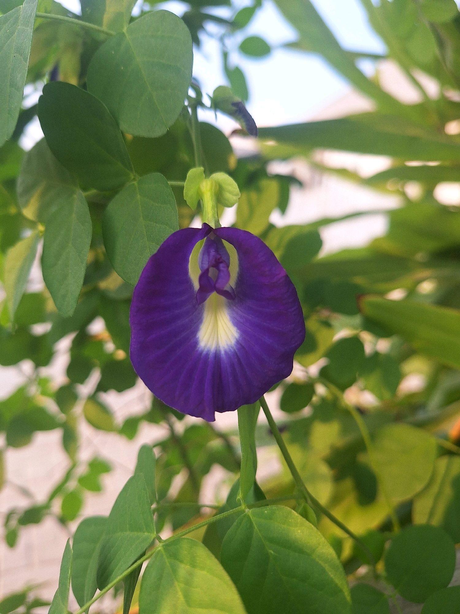 A single, vibrant purple butterfly pea flower, Clitoria ternatea, is in full bloom, its delicate petals unfurling against a backdrop of lush green leaves. The flower's center features a striking contrast of yellow and white, drawing the eye to its intricate structure. The bloom hangs from a slender green stem, also surrounded by the glossy foliage of the plant. The background is softly blurred, suggesting a natural environment, possibly a garden or a natural landscape. The overall impression is one of natural beauty and tranquility. The location specified, Babelan, Indonesia, places this scene in a tropical region known for its rich biodiversity.