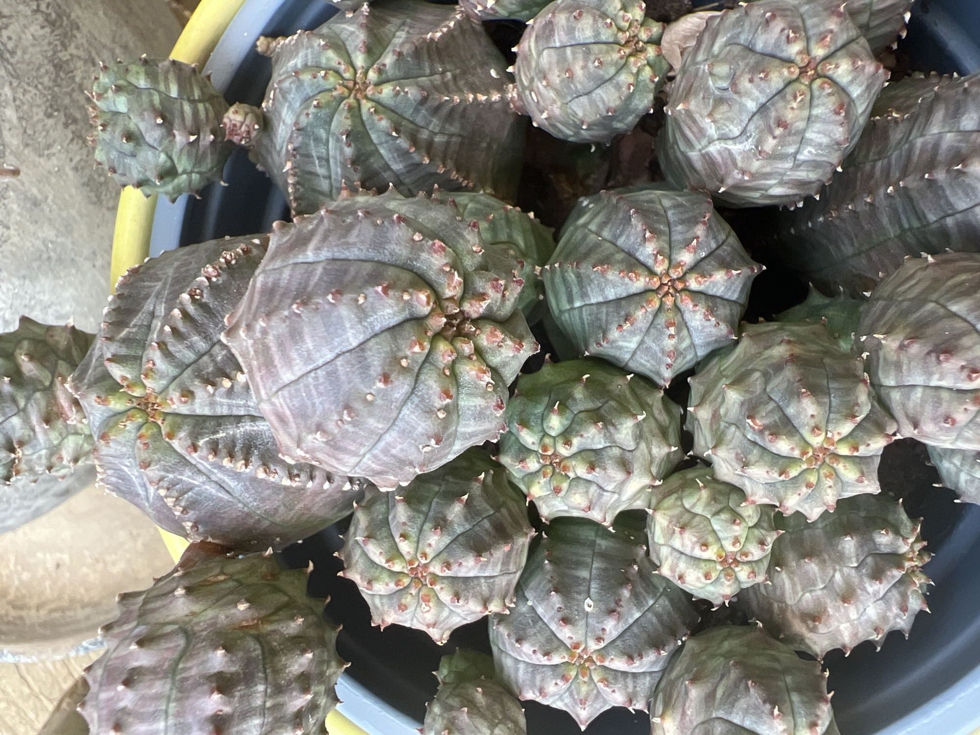 A close-up, overhead shot shows a collection of Euphorbia obesa, also known as the baseball cactus, densely packed in a dark gray plastic planter. The cacti have a round, segmented body, with each segment featuring a spiral pattern of small, reddish-brown spines. The overall color of the cacti ranges from a muted green to a purplish-gray, with some exhibiting darker green striations. The planter itself is partially visible, with a yellow hose or pipe peeking over the rim on the left side. The background is blurred, suggesting an outdoor environment with hints of other potted plants or structures. The scene is located in Hadera, Israel.