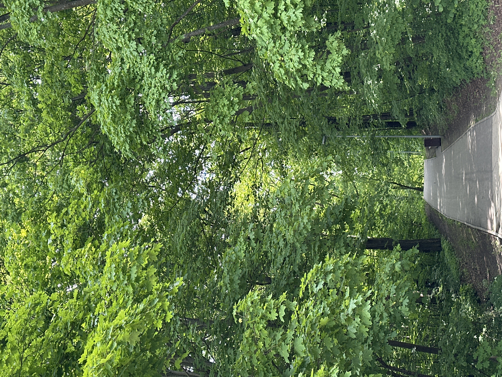 A path stretches into the distance, lined with trees in full green foliage, somewhere in the city of Nizhny Novgorod, Russia. The path is concrete, reflecting light, and the trees form a canopy above. A lamp post is present on the right side of the path.