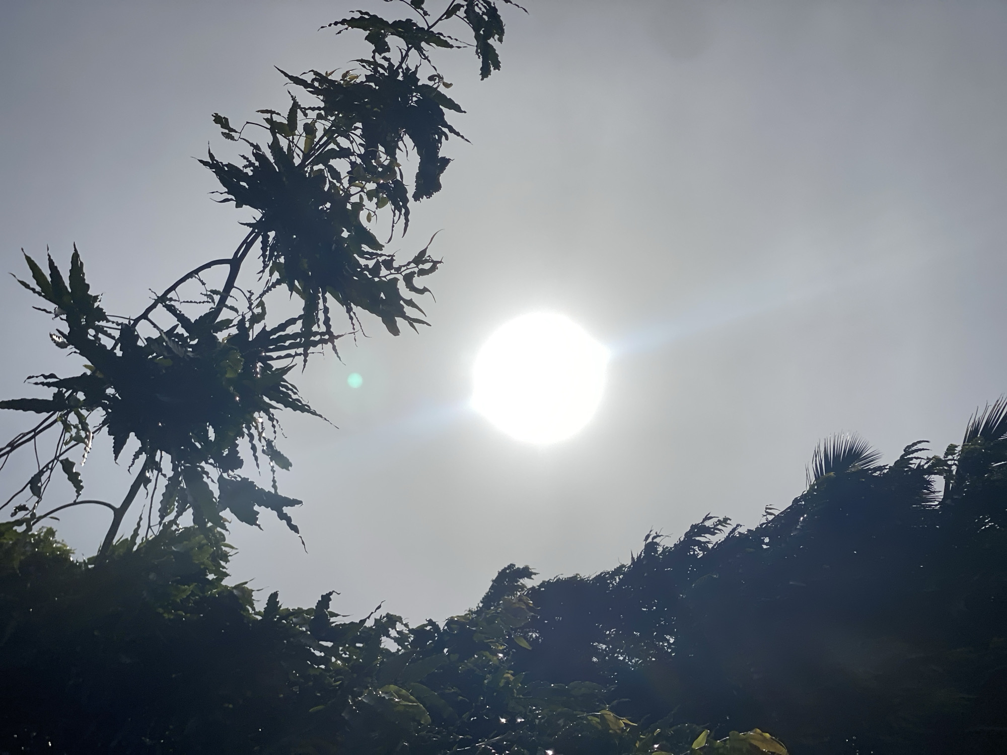 The image shows a view of the sky in Maigizo, Nigeria, with the sun as a bright, round object dominating the center. Silhouetted foliage is present in the foreground, framing the scene on both sides. The foliage on the left is more sparse and characterized by elongated, textured leaves, while the foliage on the right appears denser and contains some palm-like fronds. The sky is a light gray color, indicating either an overcast day or a very bright exposure. No people are visible in the frame. The image primarily captures the interplay of light and shadow in a natural environment.
