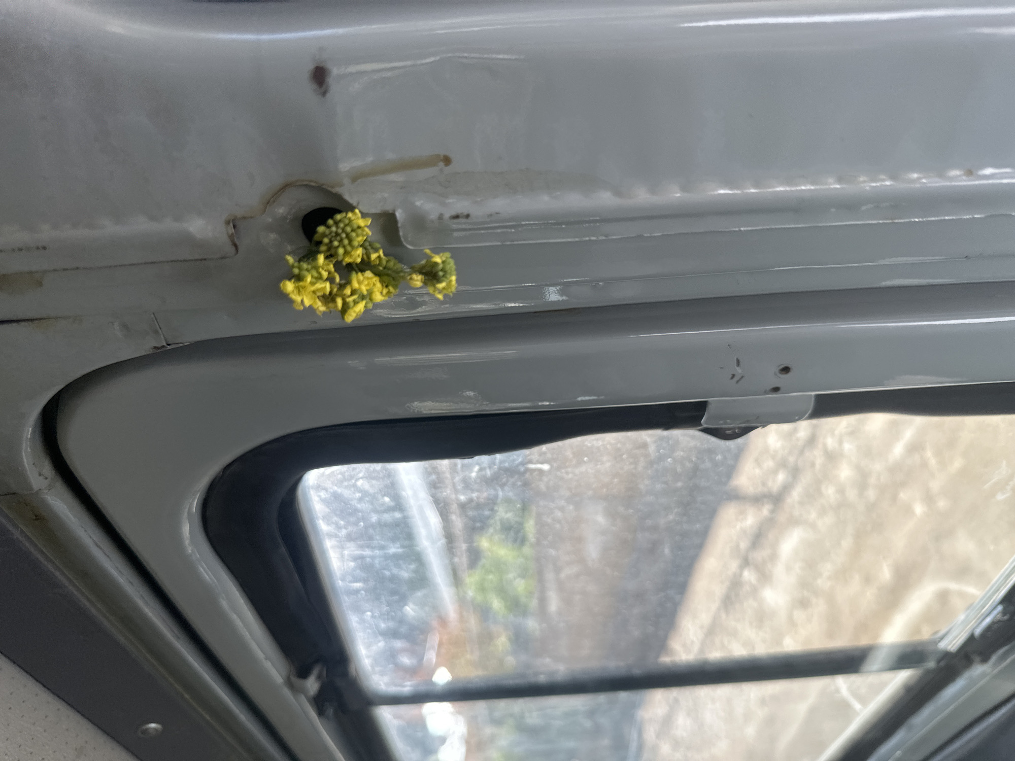 The image displays the interior of what appears to be a vehicle or a utilitarian structure, looking upwards towards a window. The primary subject is a cluster of vibrant yellow flowers, resembling a small flowering plant like rapeseed or mustard greens, unexpectedly growing out of a small, dark hole or crevice in a light gray or off-white panel. This panel serves as the ceiling or upper wall, exhibiting functional design with visible seams and some areas of discoloration, potentially from water stains or minor rust.
Below the emerging plant, a window is visible, framed by a black rubber seal. The glass of the window is somewhat obscured by dirt, smudges, or condensation. Through the window, a blurry outdoor scene is discernable, featuring patches of green foliage, likely trees or bushes, and a light-colored, possibly sandy or concrete, ground or wall surface. The bright, natural light suggests it is daytime. No people or animals are present, and there is no visible text. The scene evokes a sense of nature's unexpected persistence within a manufactured environment. The location context is Agarak, Armenia.