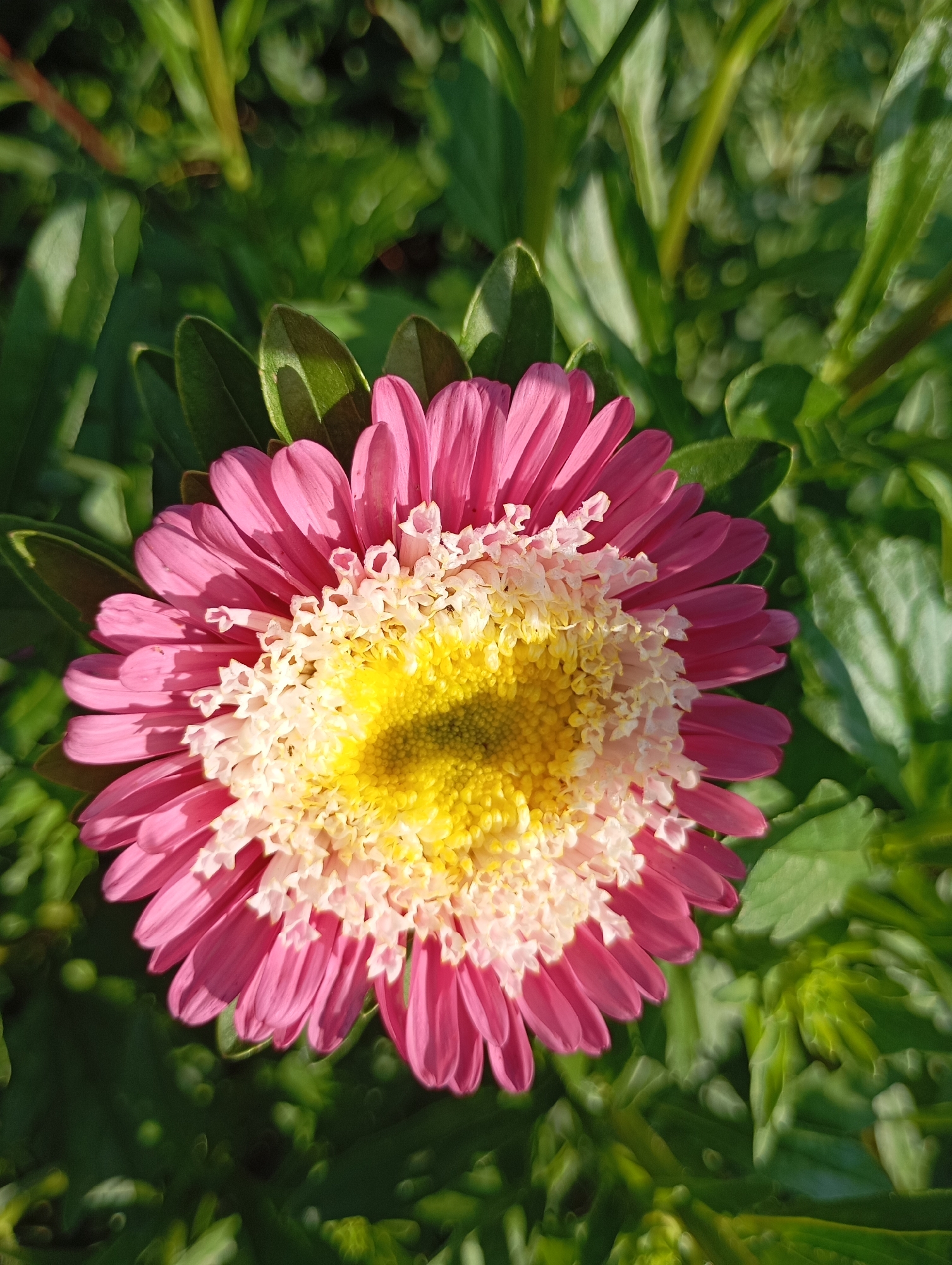 A close-up, top-down shot showcases a vibrant pink aster flower blooming amidst lush green foliage in Horishni Plavni, Ukraine. The flower, centered in the frame, displays delicate pink petals radiating outwards from a bright yellow core surrounded by a frilly white ring. The background is a soft blur of green leaves and stems, with dappled sunlight creating highlights and shadows, suggesting an outdoor, natural setting. The image is devoid of any human presence or activity, focusing solely on the natural beauty of the flower and its environment.