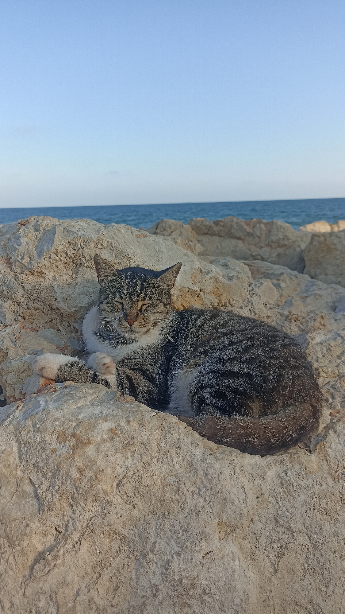 A tabby cat with white paws and chest is resting on large, light-colored rocks near the sea. The cat's eyes are closed. The background shows a calm blue sea and a clear sky. The location appears to be a rocky coastline, potentially in a natural setting or a developed waterfront area in Yenişehir, Turkey. The lighting suggests it is daytime, possibly late afternoon or early morning due to the soft light. There are no other subjects or objects prominently featured in the image, focusing solely on the cat and its immediate environment.