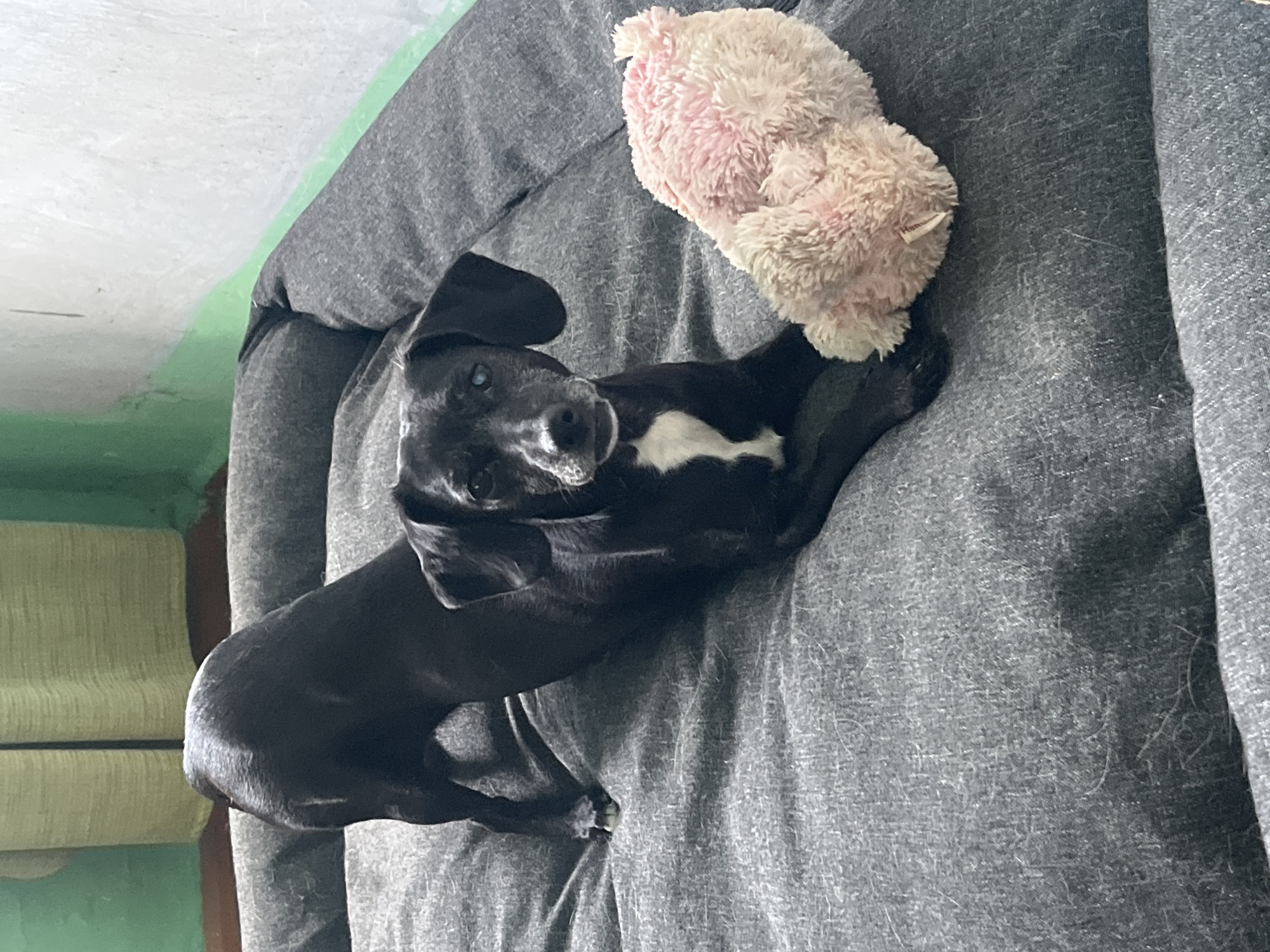 A black dog with a white patch on its chest lies on a gray dog bed. Next to the dog is a pink and white stuffed animal. The bed is next to a wall with green paint on the top and light green upholstered furniture visible below. The location is not discernible from the image.