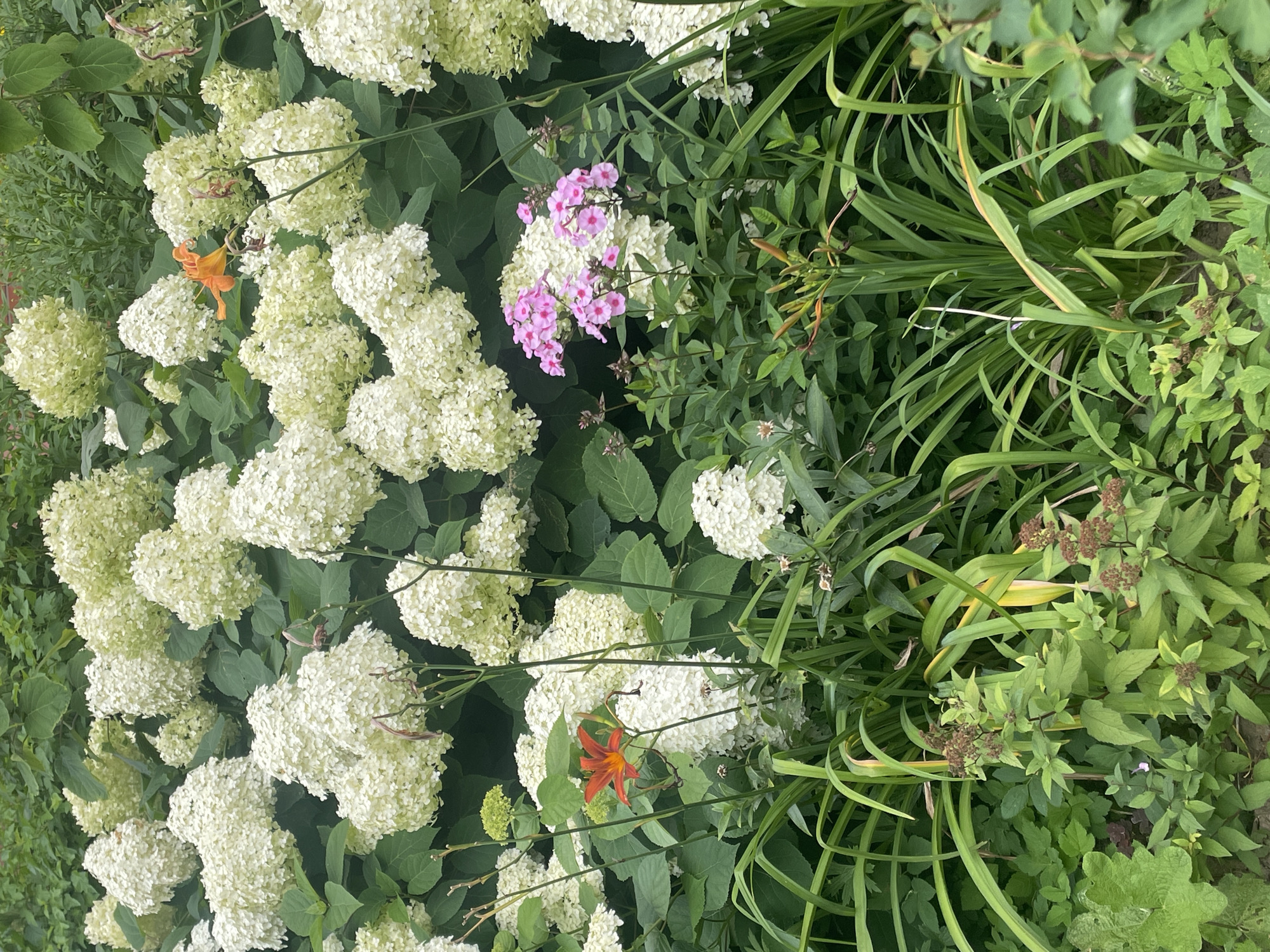 This image depicts a lush garden in Krasnogorsk, Russia, characterized by a dense arrangement of white hydrangeas and vibrant pink phlox. Two bright orange daylilies punctuate the predominantly white and green floral landscape. The hydrangeas, in various stages of bloom, form a verdant backdrop, their large, pom-pom like flower heads creating a soft, textured effect. The pink phlox adds a pop of contrasting color, its delicate clusters of small flowers creating a delicate visual interest. The daylilies, with their striking orange petals, stand out as focal points, their slender leaves and tall stems adding verticality to the composition. The surrounding foliage is a rich green, with some grasses and other low-lying plants contributing to the overall sense of abundant growth. The lighting suggests it is daytime, with soft shadows indicating diffused sunlight. The scene is tranquil and natural, evoking a sense of peace and natural beauty.