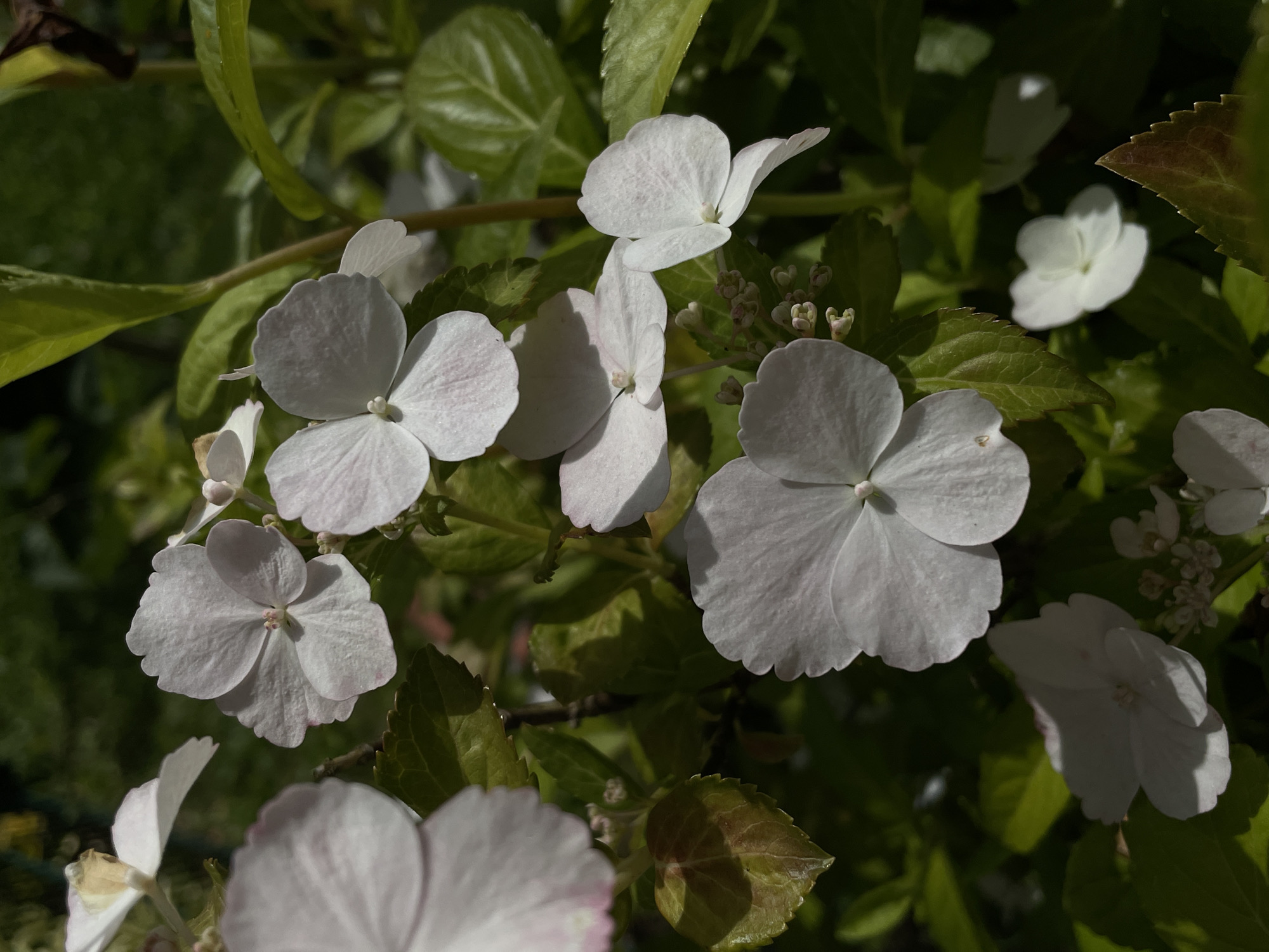 A close-up, eye-level shot captures a cluster of delicate white hydrangea flowers in bloom. The flowers, with their slightly ruffled petals, are the primary subjects, set against a backdrop of lush green foliage. The lighting suggests it is daytime, with sunlight dappling through the leaves, creating areas of light and shadow. The environment appears to be a garden or natural setting, likely outdoors, with the soft, natural colors of the flowers and leaves dominating the scene. The image is composed to emphasize the texture and ethereal quality of the petals. Based on the context provided, this scene is located in the city of Hennef, Germany.