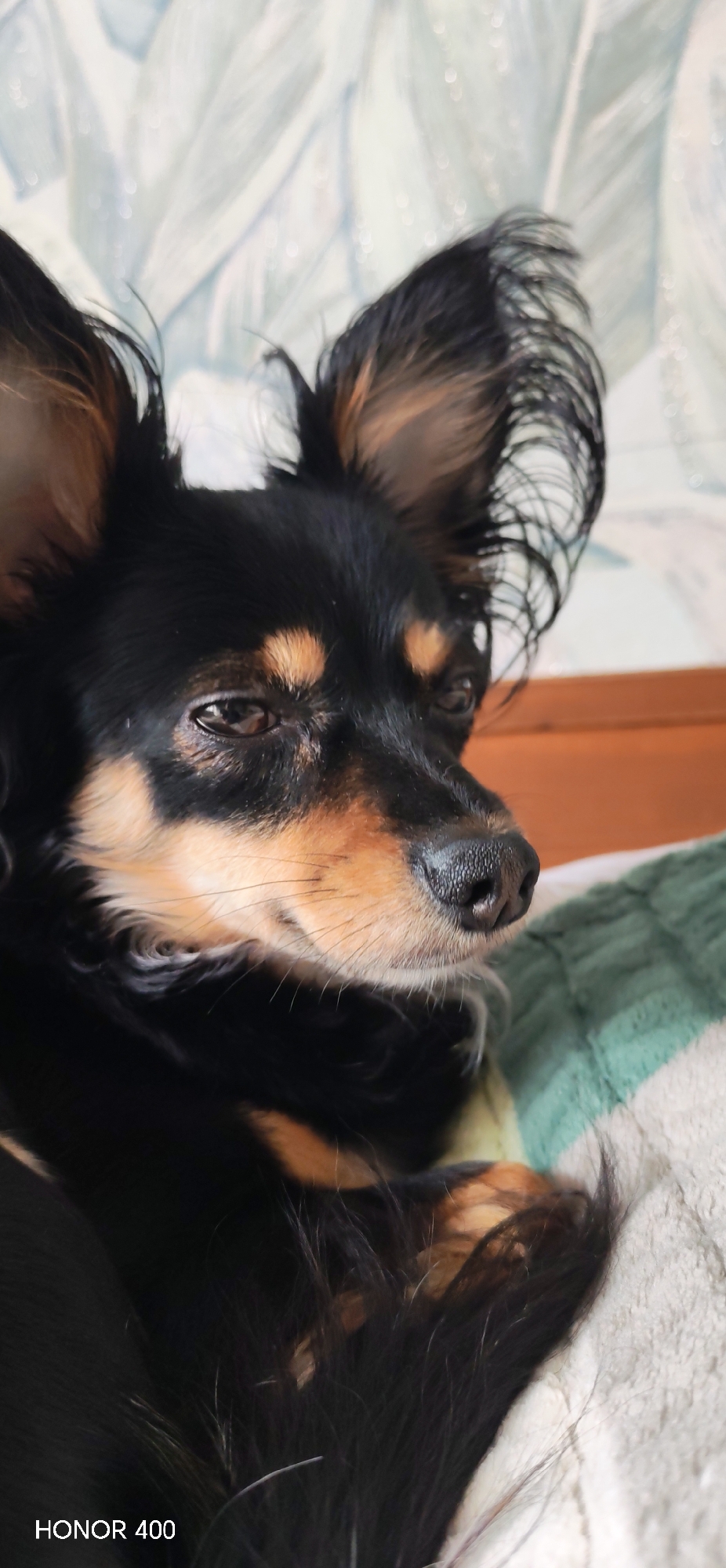 A close-up shot of a small, black and tan Russian Toy Terrier dog. The dog is resting its head on a white blanket with a green striped throw. The background consists of a wall with a subtle, patterned wallpaper. The camera used to take the photo is indicated as "HONOR 400" in the bottom left corner of the image. The location (Noviy, Russia) is not discernible from the image.