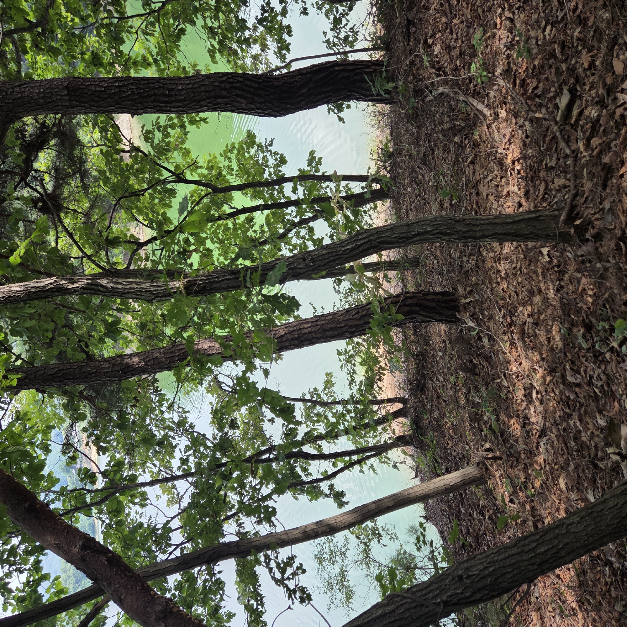 This image depicts a dense forest scene with a body of water visible through the trees. The foreground is dominated by the trunks of several trees, some with rough, dark bark and others with smoother, lighter bark. The ground is covered in a thick layer of fallen brown leaves and twigs, with some sparse green undergrowth. Sunlight filters through the canopy, creating dappled patterns on the forest floor.
In the midground and background, the bright, greenish-blue water of what appears to be a lake or reservoir is visible. The water's surface has ripples, suggesting a gentle breeze or slight current. Along the edge of the water, there is a sandy or earthy bank. The opposite shore of the body of water is lined with more trees and vegetation, indicating a natural landscape. The overall impression is one of a secluded, natural environment, likely part of a park or undeveloped natural area within Gapcheon-myeon, South Korea. There are no people or animals visible in the image.