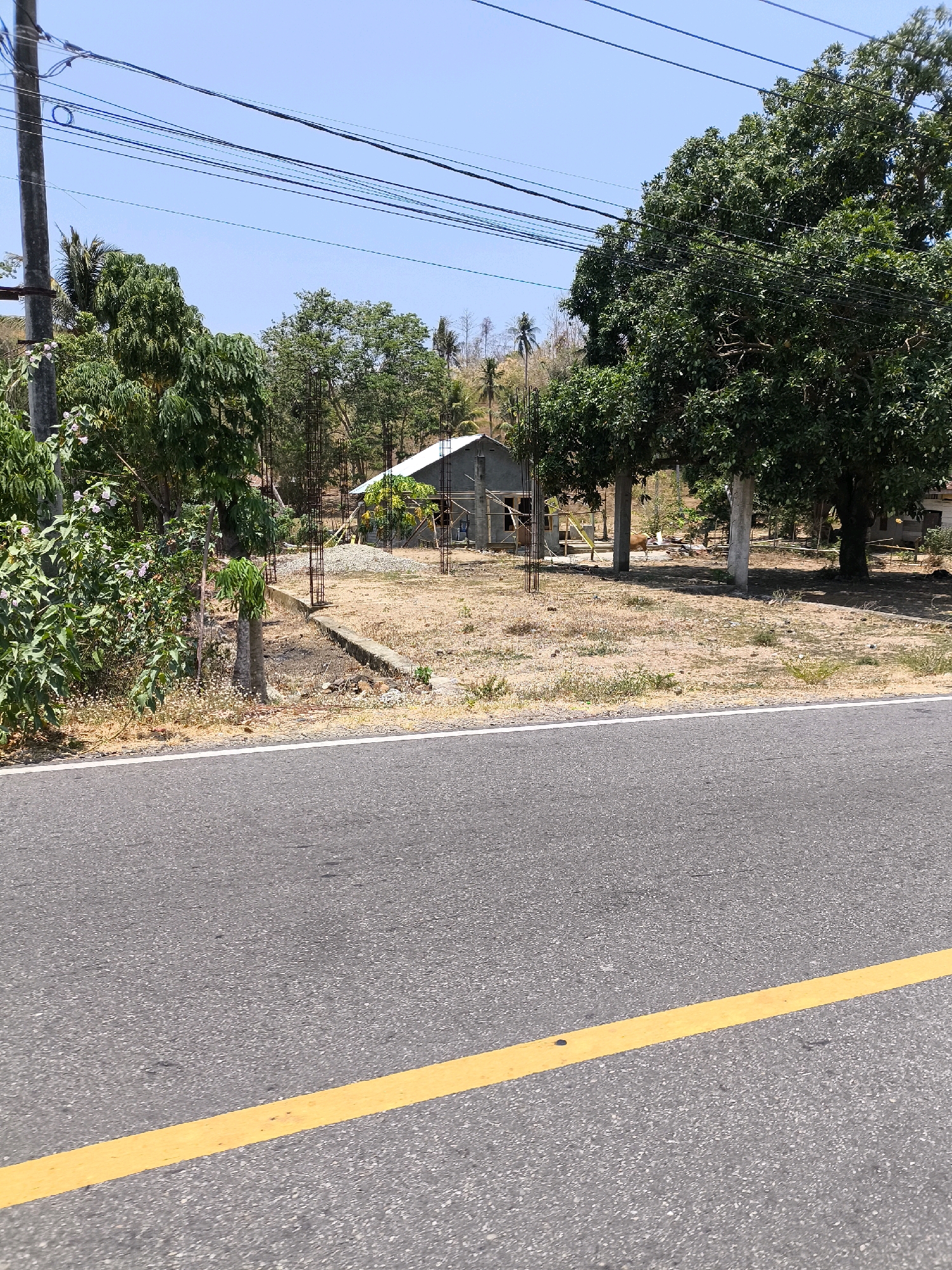 An exterior, eye-level, medium shot captures a scene beside a road in an undeveloped area, possibly in a rural part of Indonesia. The foreground is dominated by the asphalt of the road, marked by a bright yellow line along its right edge, indicating a lane divider. Beyond the road, a patch of dry, sun-baked ground is visible, sparsely covered with dry grass and small white flowers.
In the mid-ground, a partially constructed building stands under a clear blue sky. It appears to be a simple structure with a visible concrete foundation and exposed rebar reinforcing its framework. The walls are partially built, and a white roof is in place. Construction materials, including piles of gravel, are scattered around the site. Surrounding the building are various trees and vegetation. A large, mature tree with dense green foliage stands prominently on the right, with electrical wires crisscrossing the upper portion of the image. To the left of the construction, a cluster of leafy green bushes with small pink flowers grows. A thin, bare tree trunk stands near the bushes.
Further in the background, the landscape appears hilly and covered with more trees and vegetation, suggesting a natural or semi-natural environment. The overall impression is one of ongoing development in a tropical or subtropical climate, evidenced by the lush greenery and bright sunlight. There are no people or animals visible in the frame.