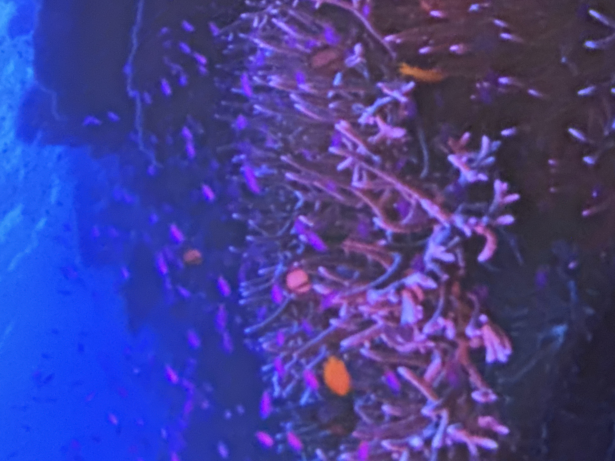 This is an underwater image of a coral reef with small, brightly colored fish swimming among the coral. The coral is predominantly purple, with some pink and orange hues. The water is a deep blue, suggesting a reef environment with good visibility. There are numerous small fish scattered throughout the scene, with some appearing pink and others purple. One notable fish is bright orange and stands out against the purple coral. The overall impression is a vibrant and active reef ecosystem. The image does not depict any elements that would suggest a location in Domodedovo, Russia.
