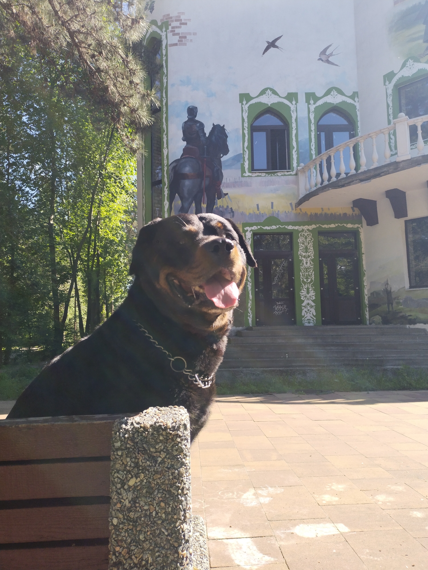 A Rottweiler dog is situated in front of a building with architectural features, possibly in Horishni Plavni, Ukraine. The dog has its tongue out and is wearing a silver chain around its neck. It is positioned on or behind a bench with a post made of what appears to be small rocks or pebbles. The building in the background has painted artwork on its exterior, including a knight on horseback and two swallows in flight. The building also features arched windows with decorative white trim, a small balcony with a white railing, and double doors with green frames. The scene is illuminated by natural light, and there are trees visible in the background. The ground is paved with light-colored tiles.