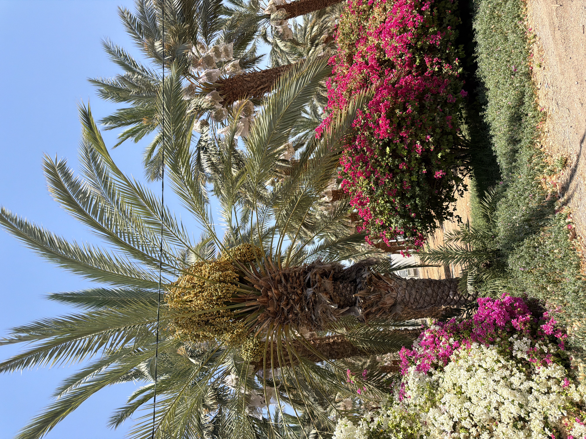 The image captures a sunny outdoor scene featuring several date palm trees. One prominent palm in the foreground displays a large cluster of green, unripe dates. Some of these date clusters are covered in protective netting. The ground is covered in dry, sandy soil, with a dirt path visible. Lush green bushes and vibrant pink and white bougainvillea flowers are planted around the base of the palms, creating a colorful contrast. The sky is a clear, bright blue. The location is identified as Arava Tichona Regional Council, Israel.