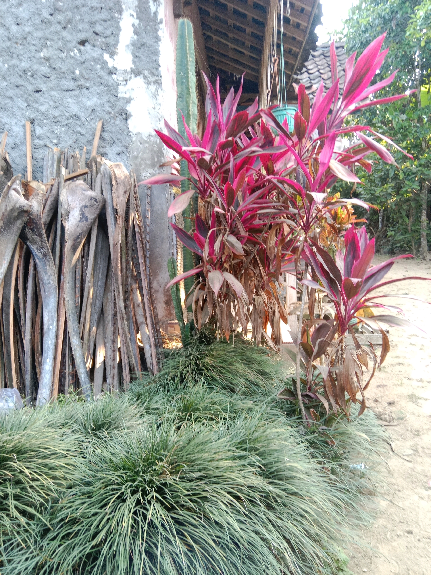 The image depicts an outdoor scene with a focus on plants and rustic elements. In the foreground, a dense cluster of slender, grass-like green plants with long, thin blades creates a textured carpet. Behind this, a tall, thin cactus stands vertically. To the left of the cactus and grass, a collection of weathered, wooden poles and long, curved pieces of dried plant material are stacked haphazardly against a rough, grey, textured wall. These wooden elements appear to be dried palm fronds or similar organic structures, suggesting they might be used for construction or fuel.
Further back, a vibrant plant with large, elongated leaves in shades of deep pink and burgundy rises prominently. Some of these leaves are healthy and upright, while others appear dried and drooping. The plant is situated near a simple, wooden-framed structure with a tiled roof, partially visible and suggesting a dwelling or storage area. A bright turquoise hanging pot is suspended from the structure by ropes. The background consists of lush green foliage and trees, indicating a natural or semi-rural environment. The ground is a sandy or dirt surface, typical of many outdoor areas in Indonesia. The lighting suggests it is daytime, possibly late afternoon, with some sunlight filtering through the trees and casting shadows.
The specific location in Kapulogo, Indonesia, implies a setting that combines natural elements with the practicalities of local living and resource utilization. The scene conveys a sense of everyday life in a tropical or subtropical region, where natural materials are integrated into the environment. There are no people visible in the image.