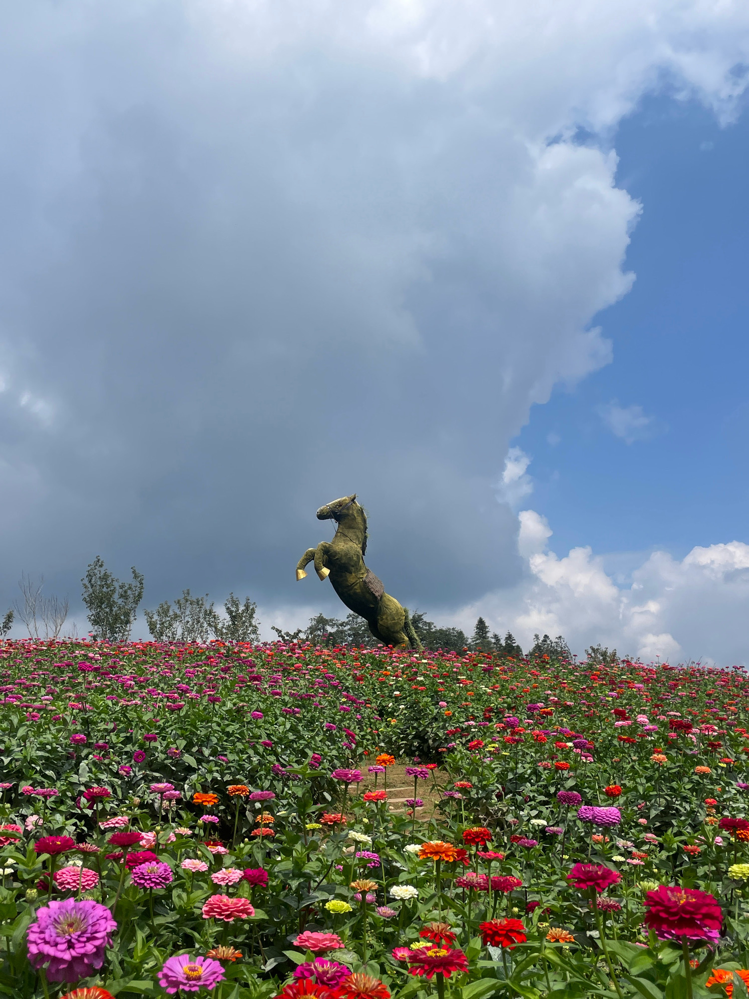 A topiary sculpture of a horse in a rearing pose stands in a vibrant field of zinnias in Sa Pa, Vietnam. The horse sculpture, covered in green foliage, is positioned prominently in the center of the frame, its front legs raised as if in motion. The flower field stretches across the foreground and midground, showcasing a diverse array of zinnias in various shades of pink, red, orange, purple, and white, creating a colorful tapestry. In the background, a line of trees and distant hills are visible under a dramatic sky. The sky itself is a mix of dark, heavy clouds on the left and bright blue skies with fluffy white clouds on the right, suggesting a dynamic weather pattern. The overall scene captures a picturesque natural landscape with a striking artistic element.