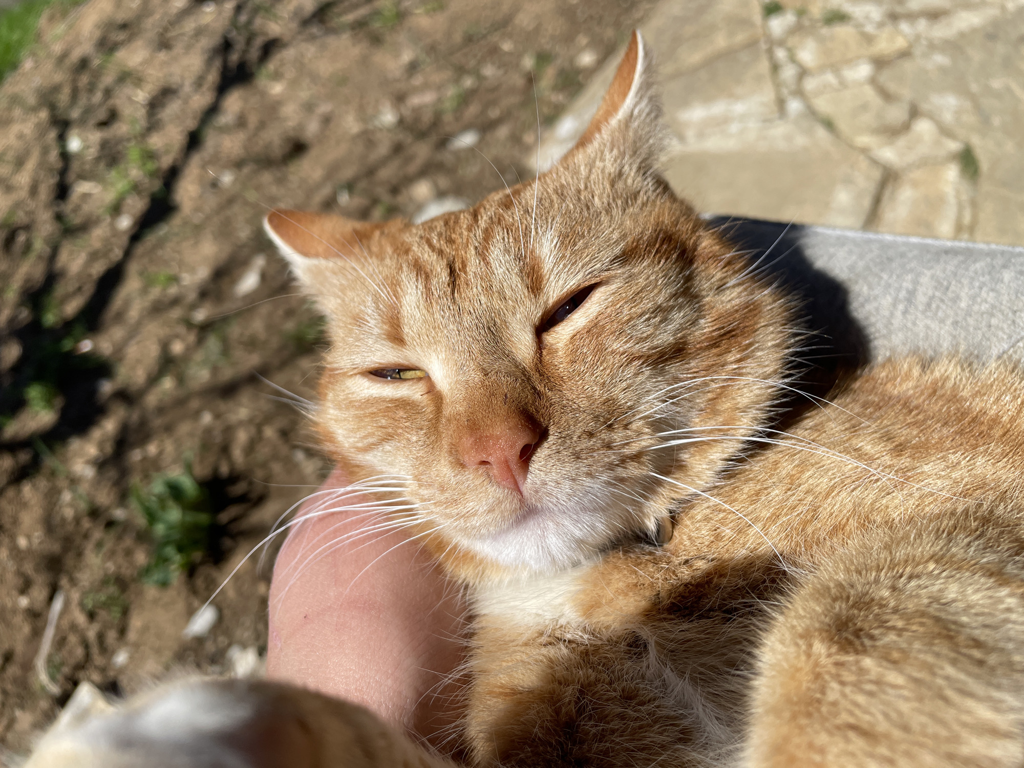 An orange tabby cat is being held by a person's hand in an outdoor setting. The cat's eyes are partially closed. The background consists of dirt, sparse green vegetation, and paving stones. The exact location and relevance to Zlatograd, Bulgaria cannot be determined from the image.