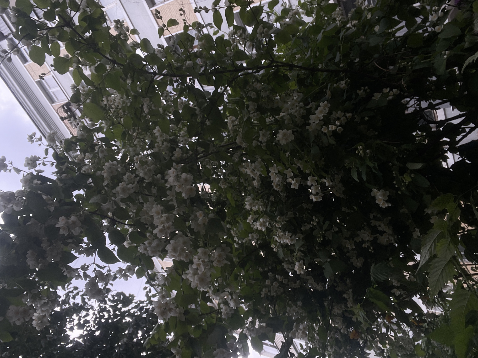 The image shows a close-up of a blooming jasmine bush with white flowers and green leaves. In the background, a multi-story building with light-colored brick and white window frames is visible. The sky is overcast. The scene is likely in a residential area in Moscow, Russia, given the architectural style of the building. There are no people or animals visible in the image. The lighting suggests it is daytime.