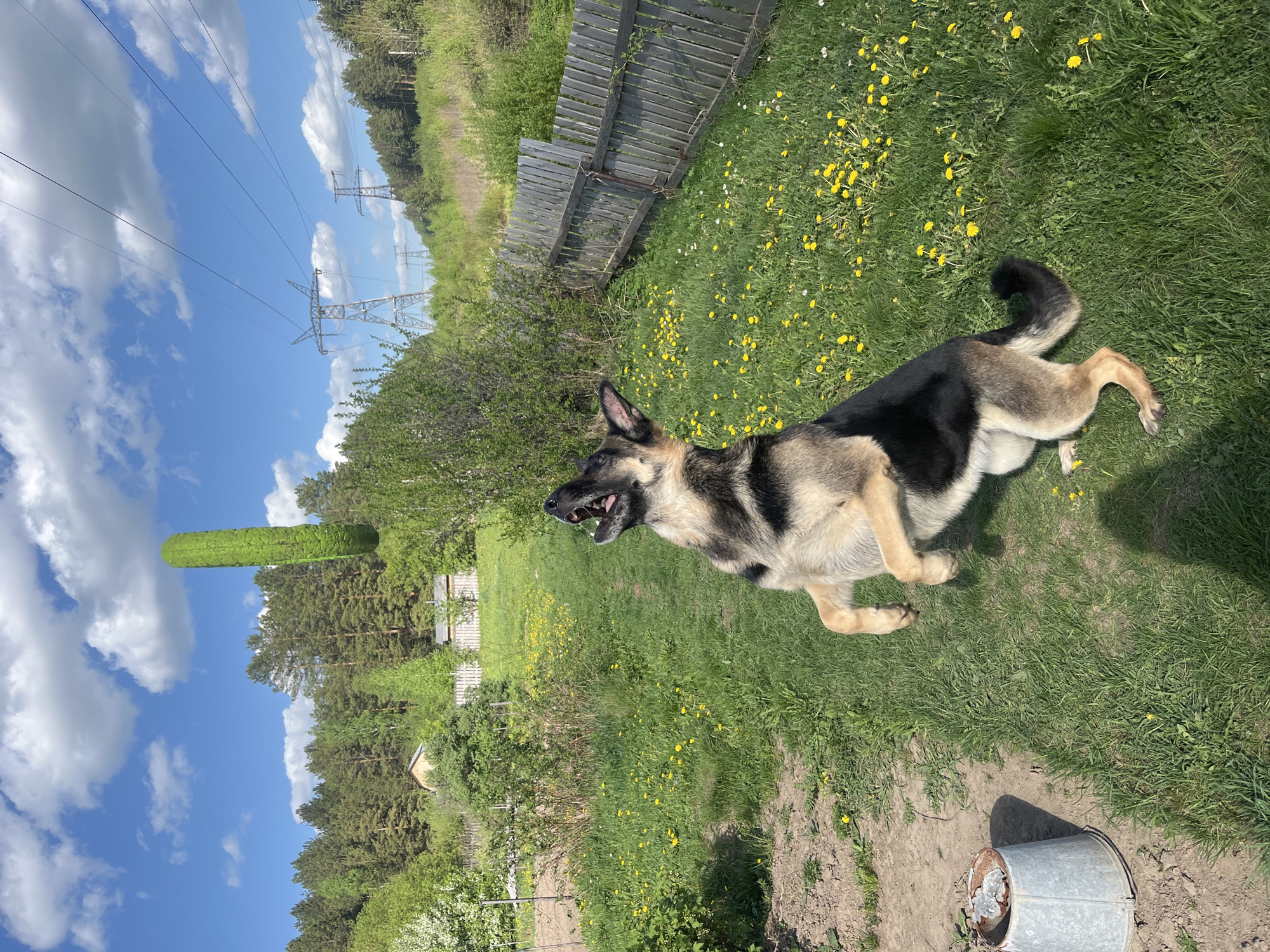 The image shows a German Shepherd dog in a yard with grass and yellow flowers. A wooden fence is partially visible in the background. Trees and power lines are also visible. A metal bucket with some contents is on the ground in the lower right corner. The location is presumed to be in the city of Nizhny Tagil, Russia.