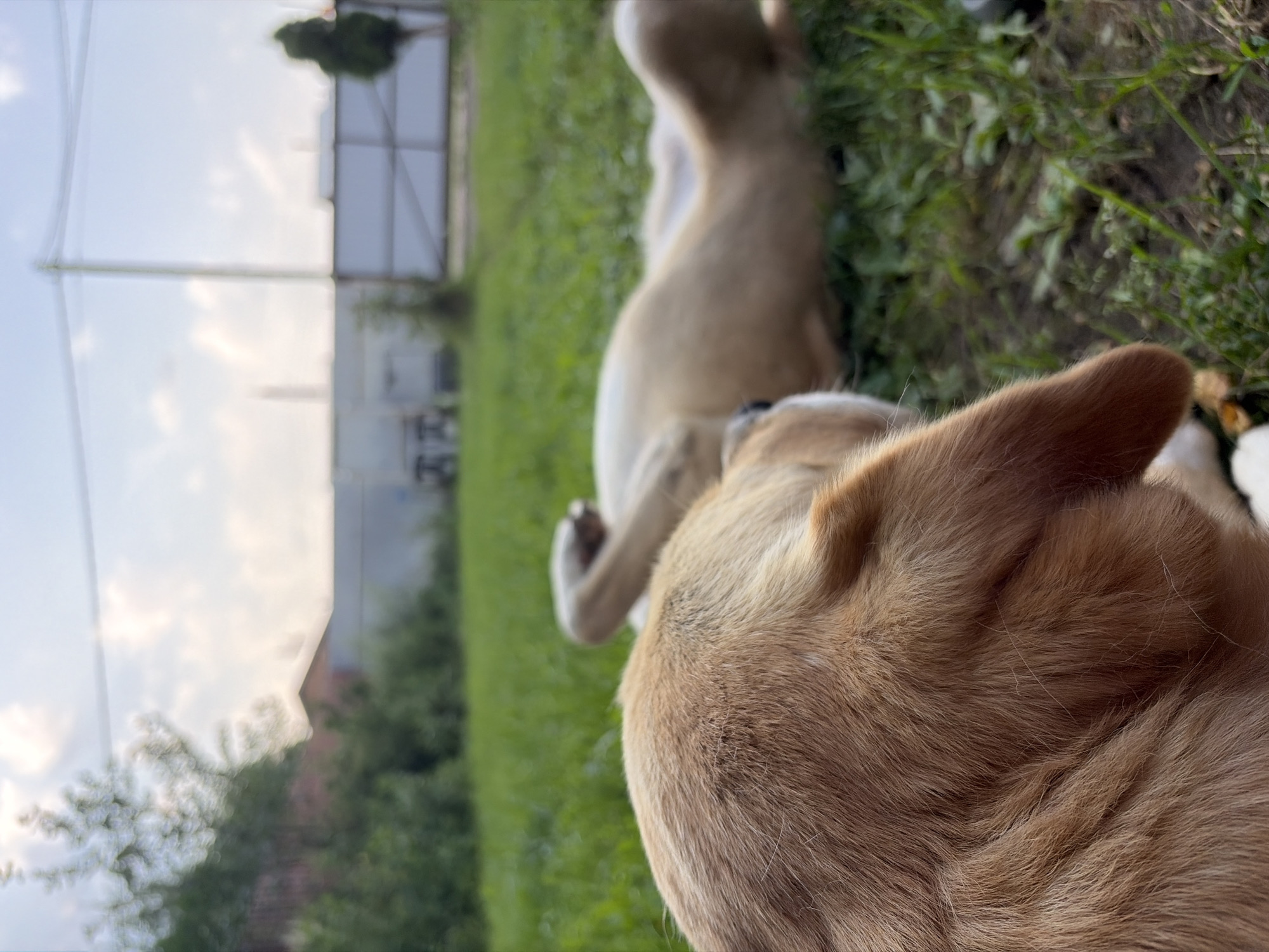 In the city of Belaya, Russia, a close-up shot shows the back of a dog's head in the foreground, its fur a warm brown. The dog is lying on lush green grass. Behind it, another dog is lying on its back, with its legs in the air. The background is blurred, showing trees, buildings, and a fence. The sky above is light blue with some clouds.