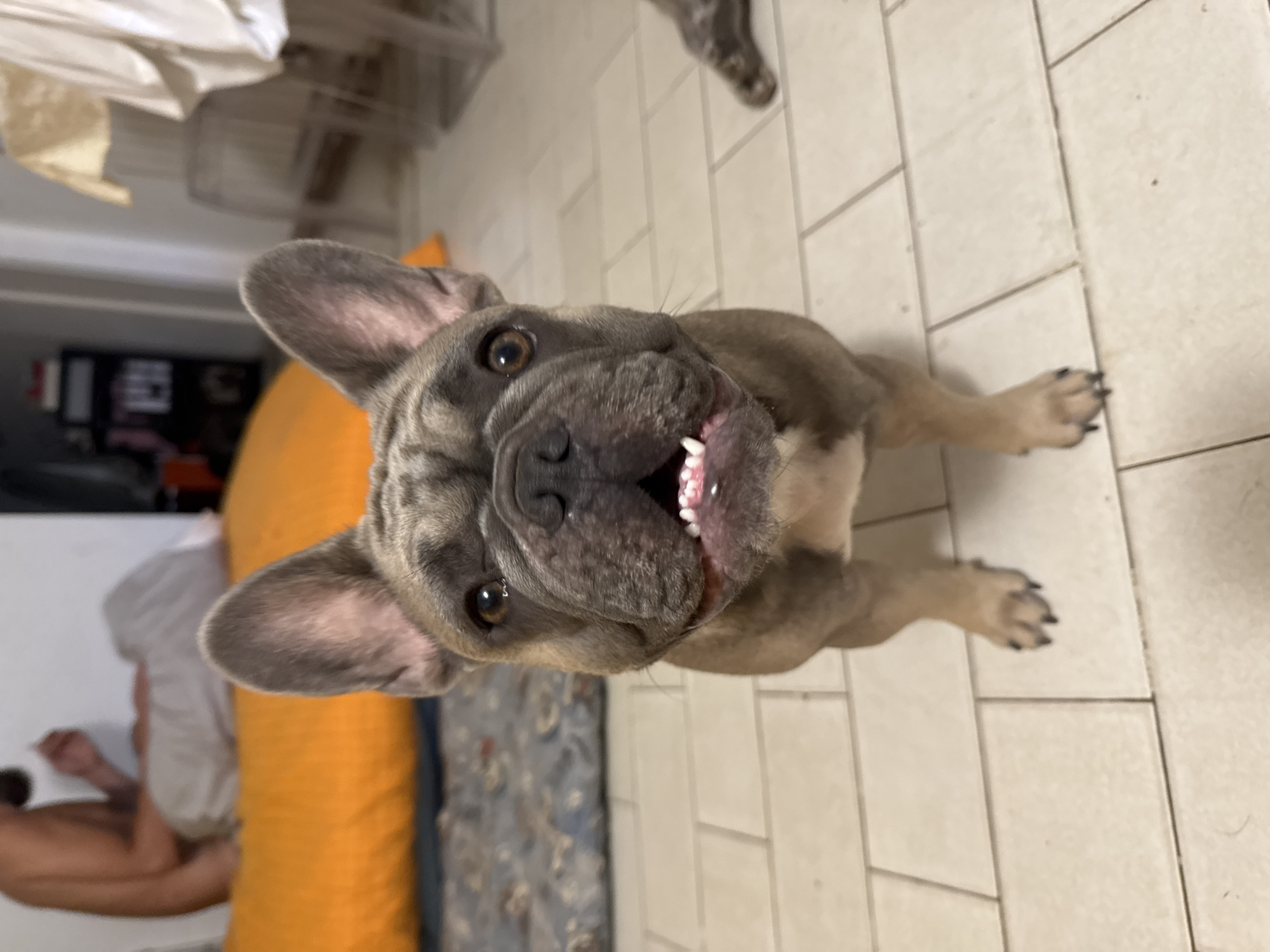 This is a vertically oriented, close-up, eye-level shot of a fawn-colored French Bulldog. The dog is looking directly at the camera, with its head tilted slightly to its right. Its mouth is open, revealing its teeth and pink gums, and its tongue is curled. The dog's ears are large and upright, and its eyes are a warm brown. The background is slightly blurred, but appears to be an indoor setting with tiled flooring. To the left of the dog, a portion of an orange cushion is visible, and further back, a person is seated, partially obscured by furniture. The overall lighting suggests it could be daytime. The dog's expression is playful and engaging.