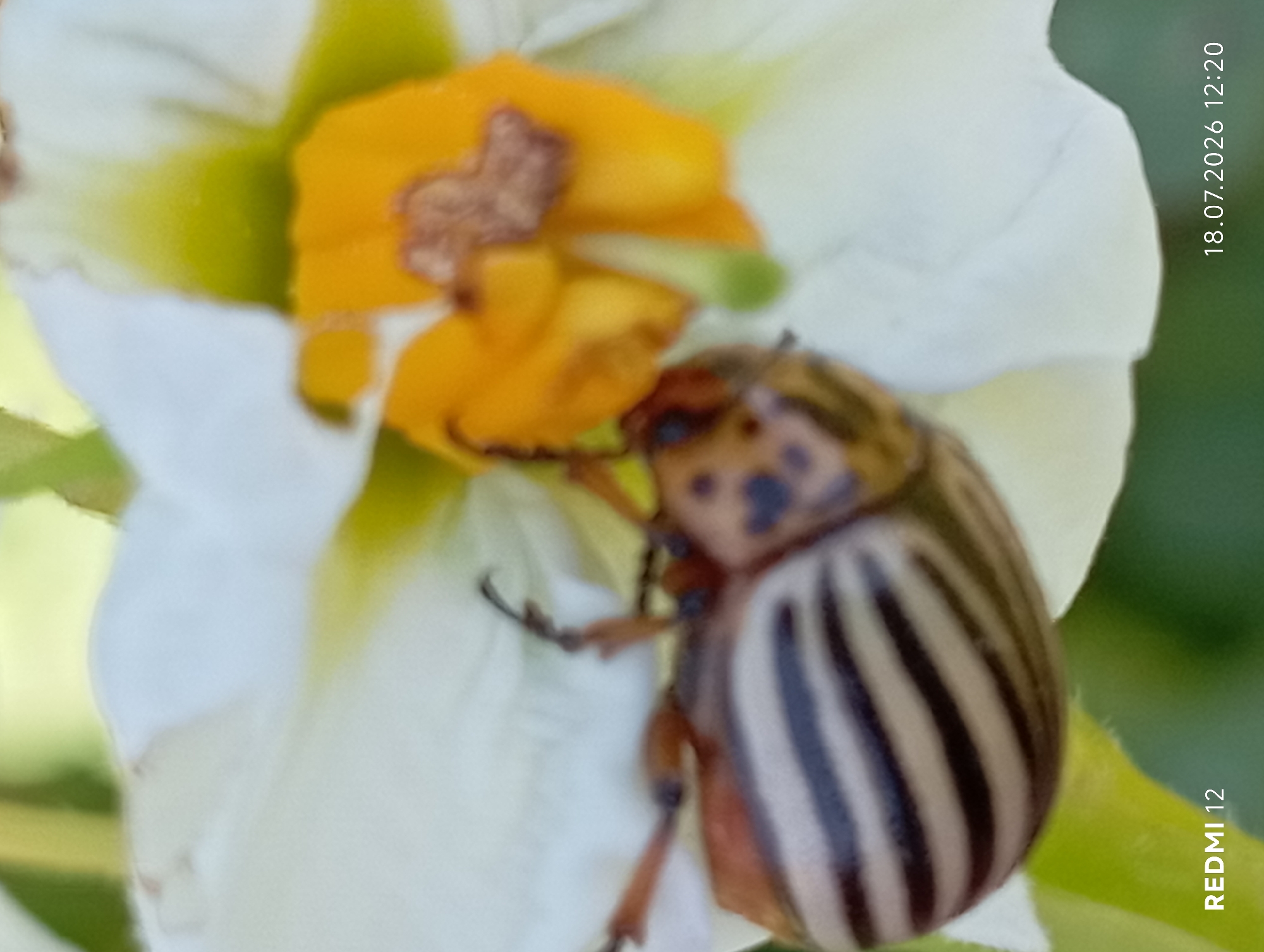 A close-up shot captures a Colorado potato beetle clinging to a white and yellow flower. The beetle, with its distinctive black stripes on its wing covers and spotted head, is positioned on the white petals, with its body partially obscuring the bright yellow center of the flower. The background is a blur of green foliage, suggesting an outdoor setting. The bottom left corner of the image displays "REDMI 12", and the bottom right corner shows "18.07.2026 12:20", indicating the device used and the date and time the photo was taken. The scene appears to be in a garden or field. While the image provides a specific date and time, it does not offer any information about the city of Smila, Ukraine.