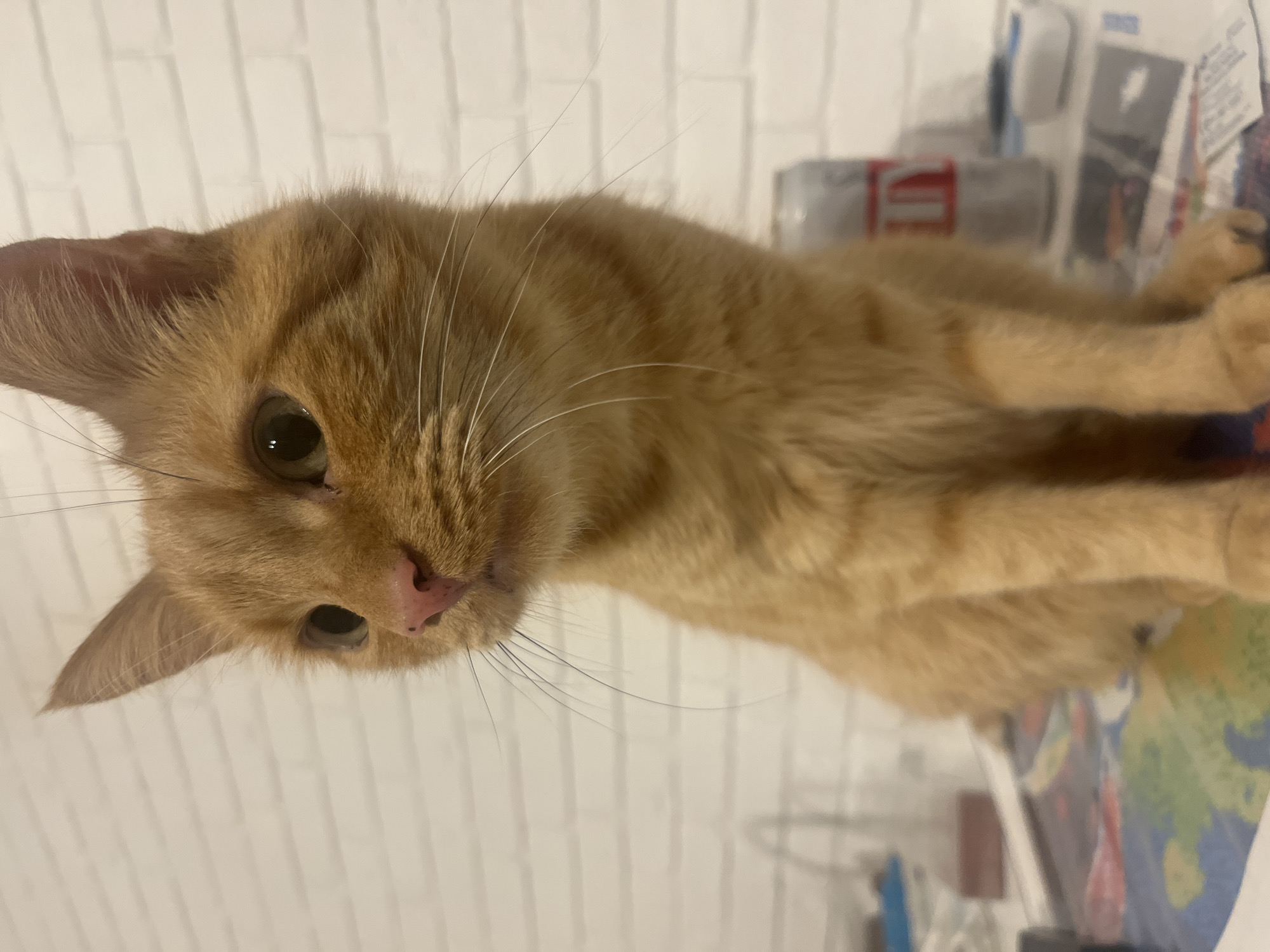 An orange tabby cat with green eyes is sitting on a table in front of a white brick wall. The cat is looking to the left of the frame. On the table, there are papers, a can of soda, and some other objects that are out of focus. The scene is indoors. The location in the city of Zabrze, Poland is not provided.