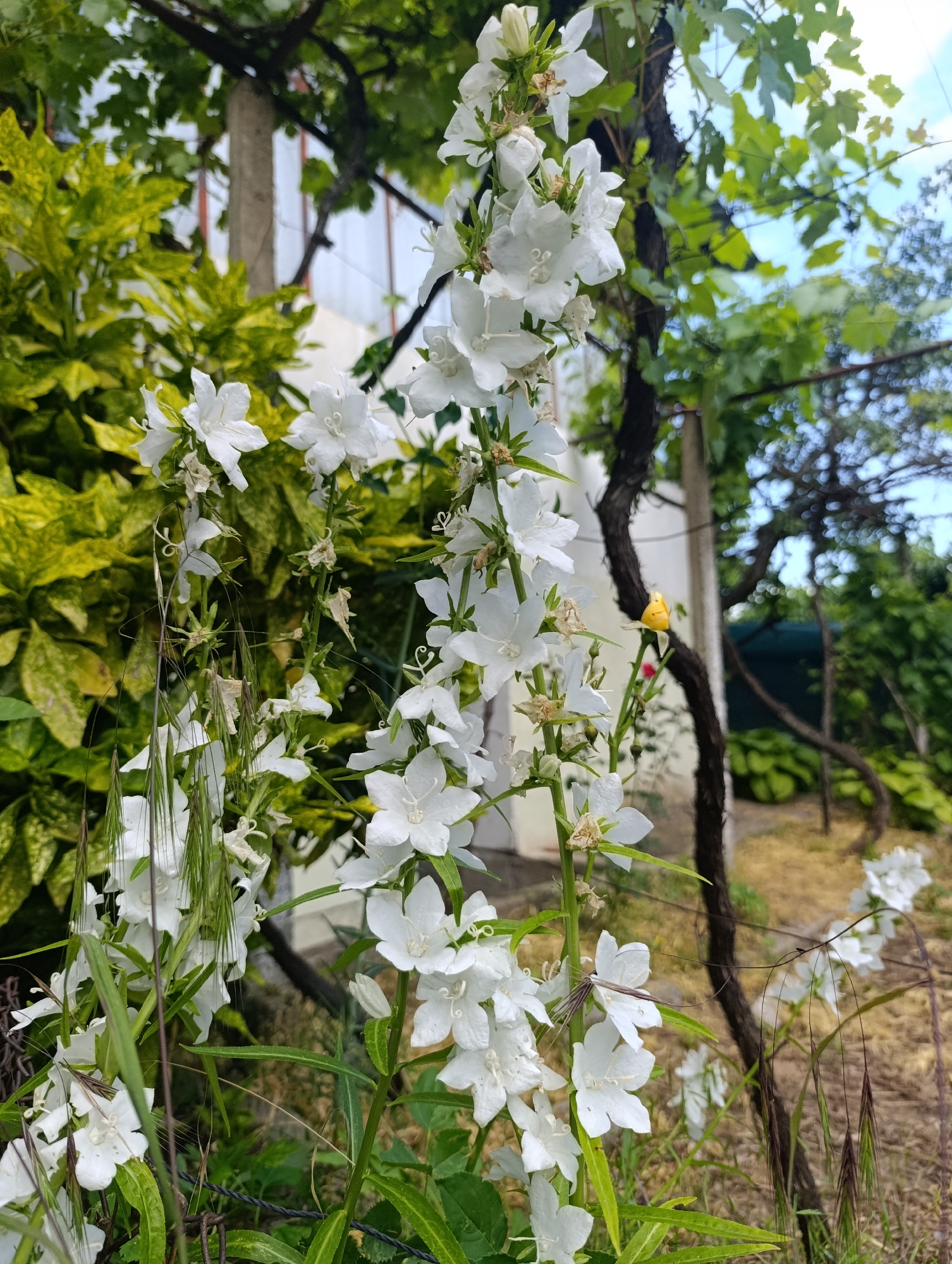 The image displays an outdoor garden scene located in Nikolichevtsi, Bulgaria, under natural daylight. A prominent vertical stalk of white, bell-shaped flowers, identified as likely Campanula due to their five petals and arrangement, dominates the central and left-mid portions of the frame. These flowers are observed in various stages of bloom, with some fully open and others showing signs of wilting or being partially formed buds. Interspersed among the white blooms are dried brown floral remnants and several long, slender, green-brown grass-like seed heads or awns, particularly on the left side. To the immediate left of the central flowers, a dense bush with distinct yellow-green variegated foliage is present. On the right side, a dark, gnarled tree trunk, characteristic of a mature vine, extends upwards and then curves, partially obscuring a light-colored vertical post behind it. A small yellow flower bud and a subtle hint of red foliage are visible near the gnarled trunk. The background reveals a light-colored building wall to the upper left, and a bright blue sky with minor cloud cover in the upper right. The ground throughout the scene is composed of soil, dried grasses, and scattered green vegetation, with an out-of-focus cluster of similar white flowers visible in the lower right background. A thin, dark wire or string horizontally traverses the lower mid-ground.