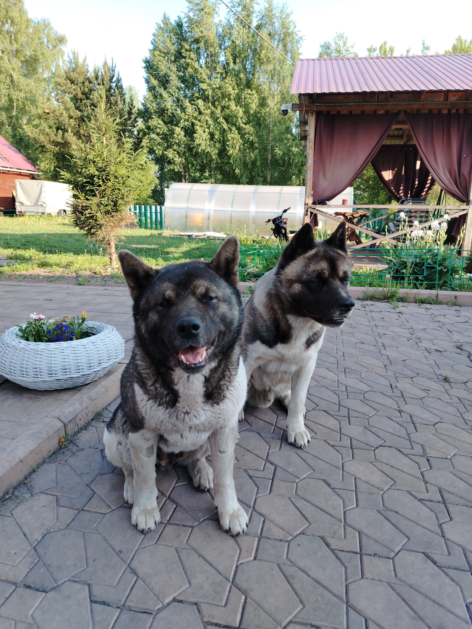 Two Akita dogs are sitting on a paved patio in the village of Rassvet, Russia. The dog in the foreground is facing the camera with its mouth open, appearing to pant. The second dog is to the right and slightly behind, looking off to the side. Behind the dogs, there is a white wicker planter filled with flowers, a greenhouse, a wooden gazebo with burgundy curtains, and trees. The scene appears to be set in a rural or suburban area on a sunny day.