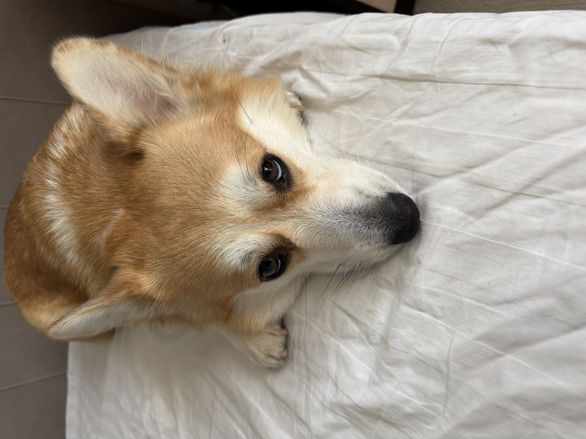 The image shows a close-up, high-angle view of a Corgi dog lying on a white, wrinkled sheet. The dog's head is turned to the right, with its body extending out of the frame to the left. Its fur is primarily a golden tan color with some white markings on its face and ears. The dog's eyes are dark brown and appear to be looking slightly upwards. Its nose is black, and it has prominent whiskers. The lighting suggests it could be daytime, possibly indoors given the domestic setting of a bed. The overall mood appears calm and relaxed, as the dog is lying down comfortably. There is no visible text in the image. The location context of Chaikovsky, Russia, provides a geographical reference but does not offer specific visual cues within the image itself.